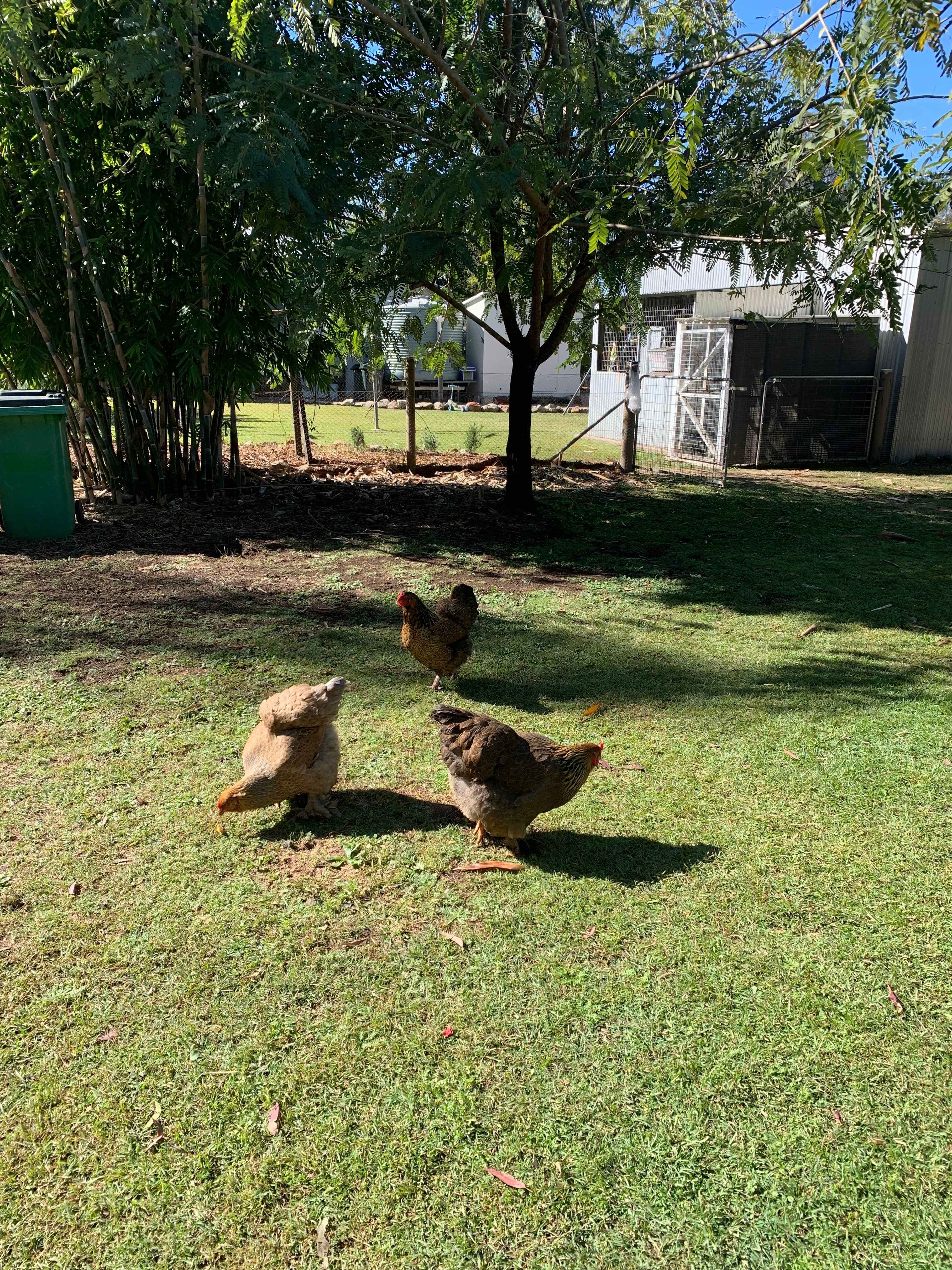 Savvy Creek Farms