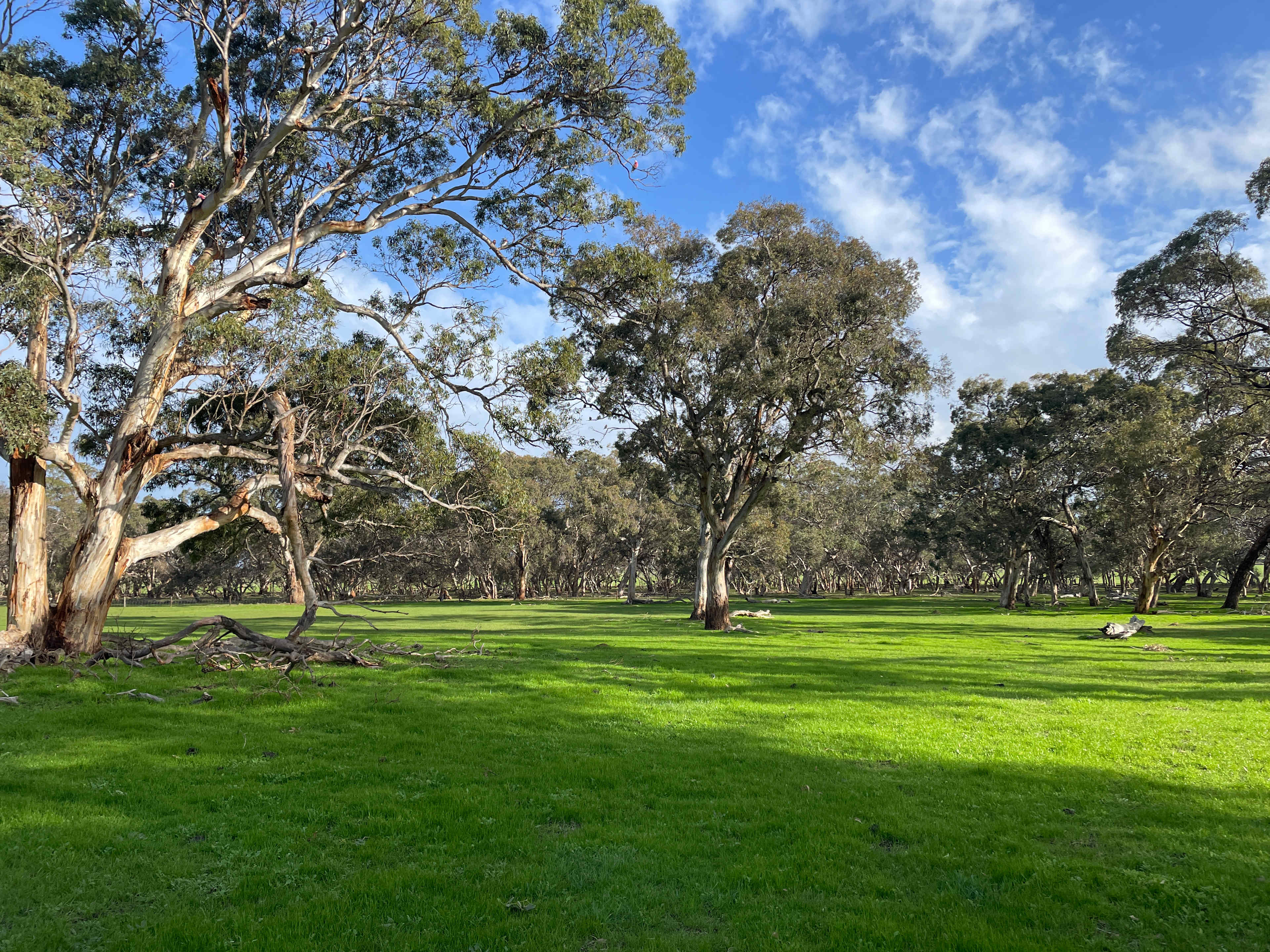 Amberfeld Big Gum Camp