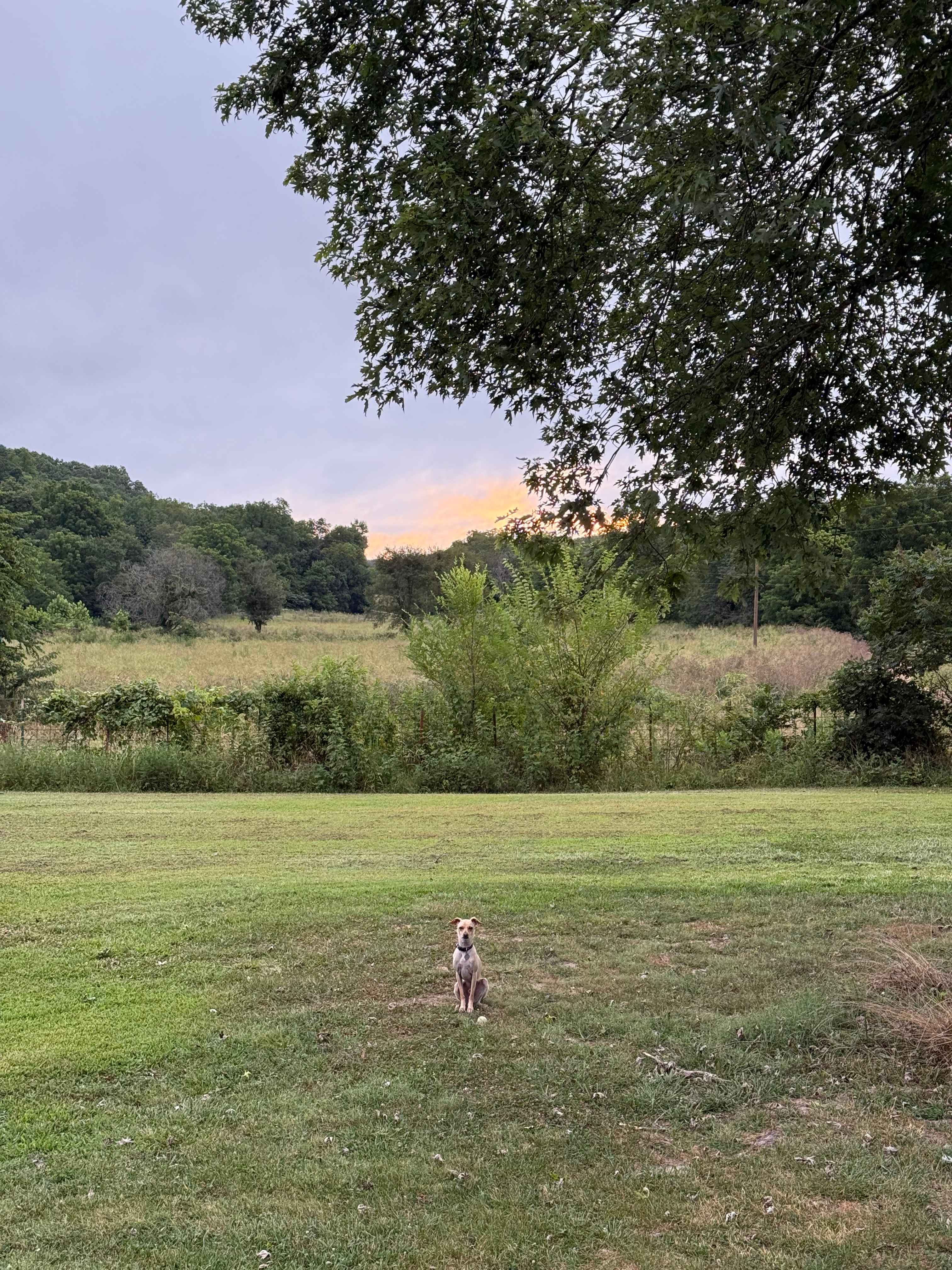 Our dog loved it here