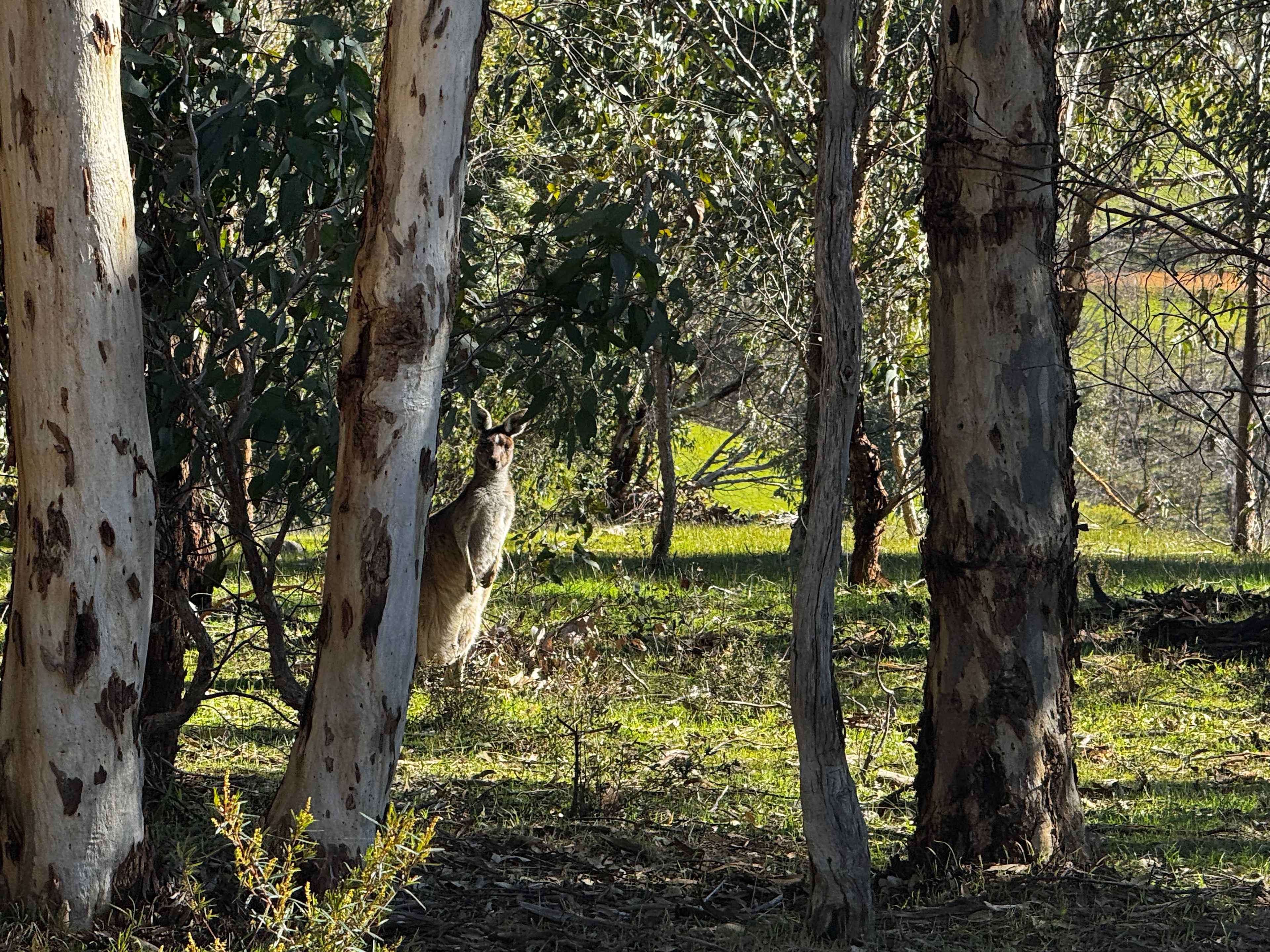 MAYLINGA @ 100 acre woods