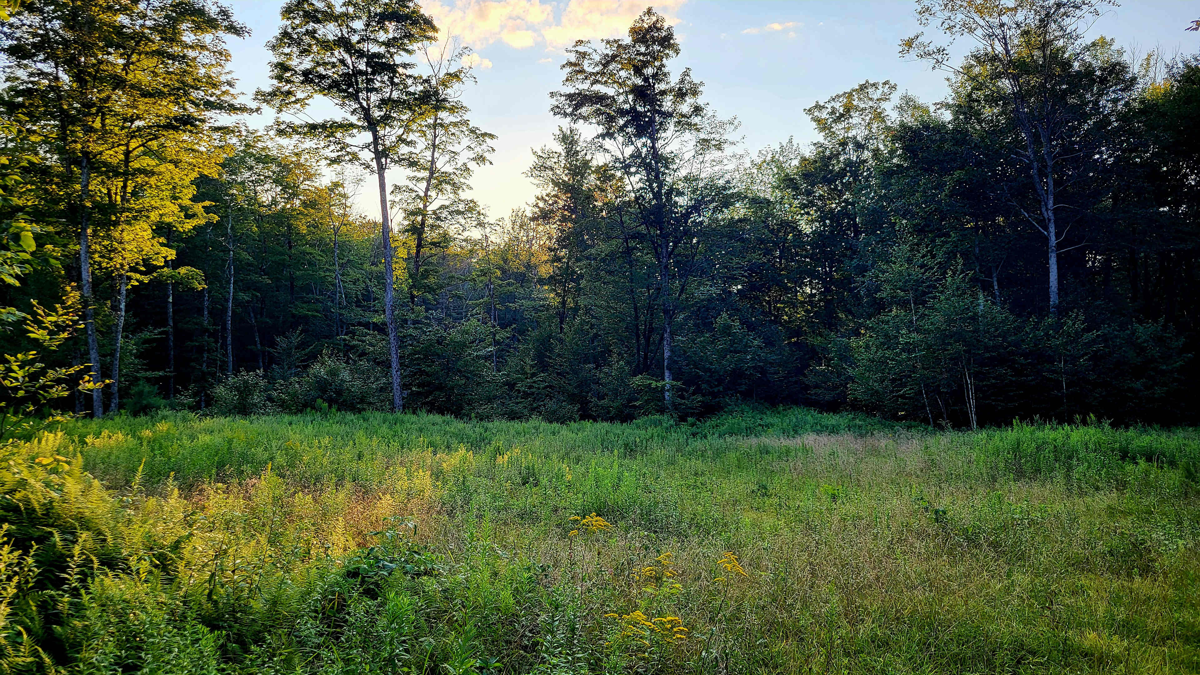 Storm Meadows