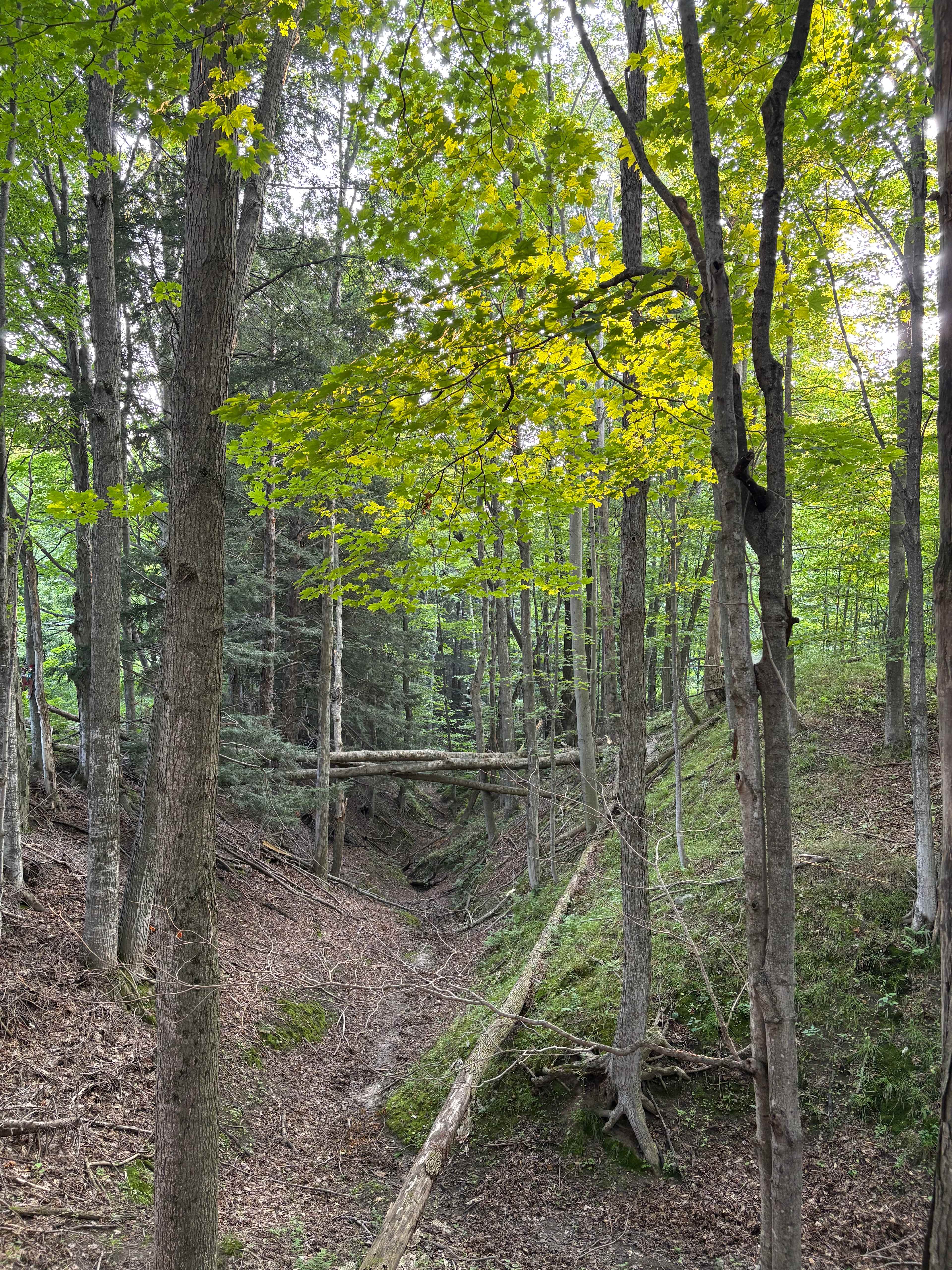 Woods 