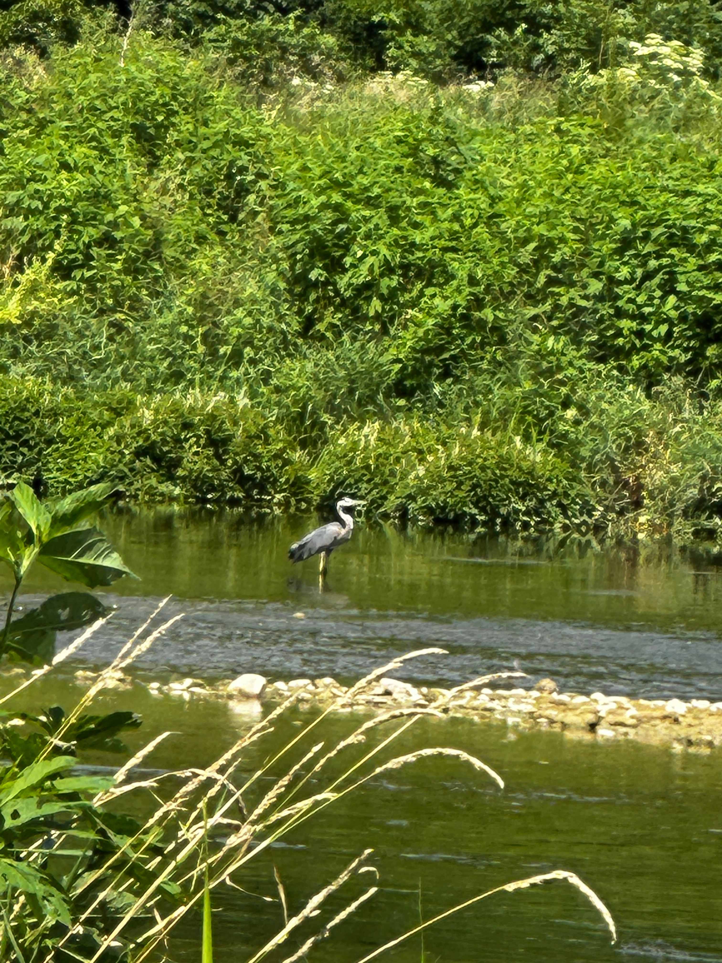 Monarch Meadows Tree Farm