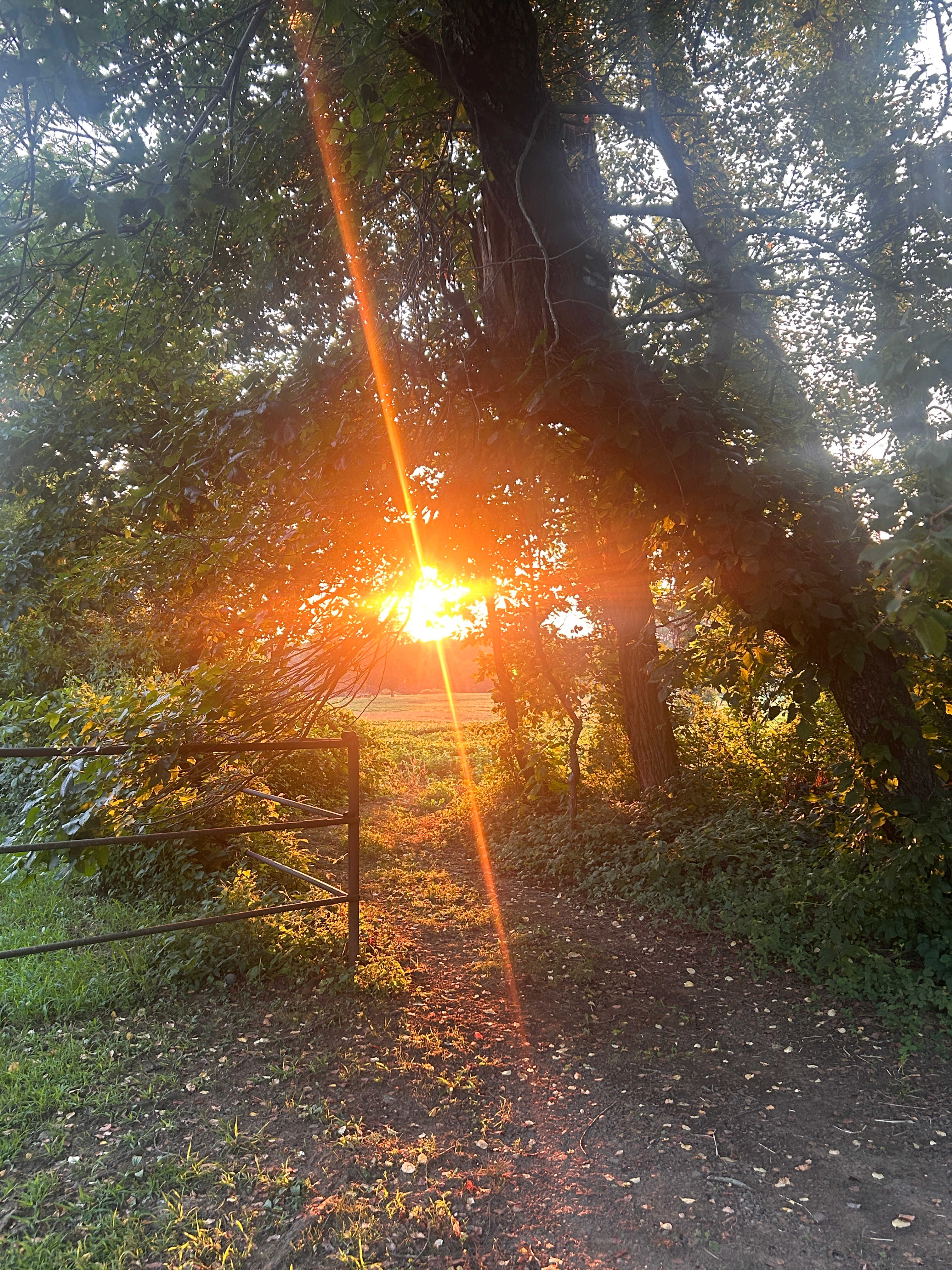 Sunset from the campfire. 