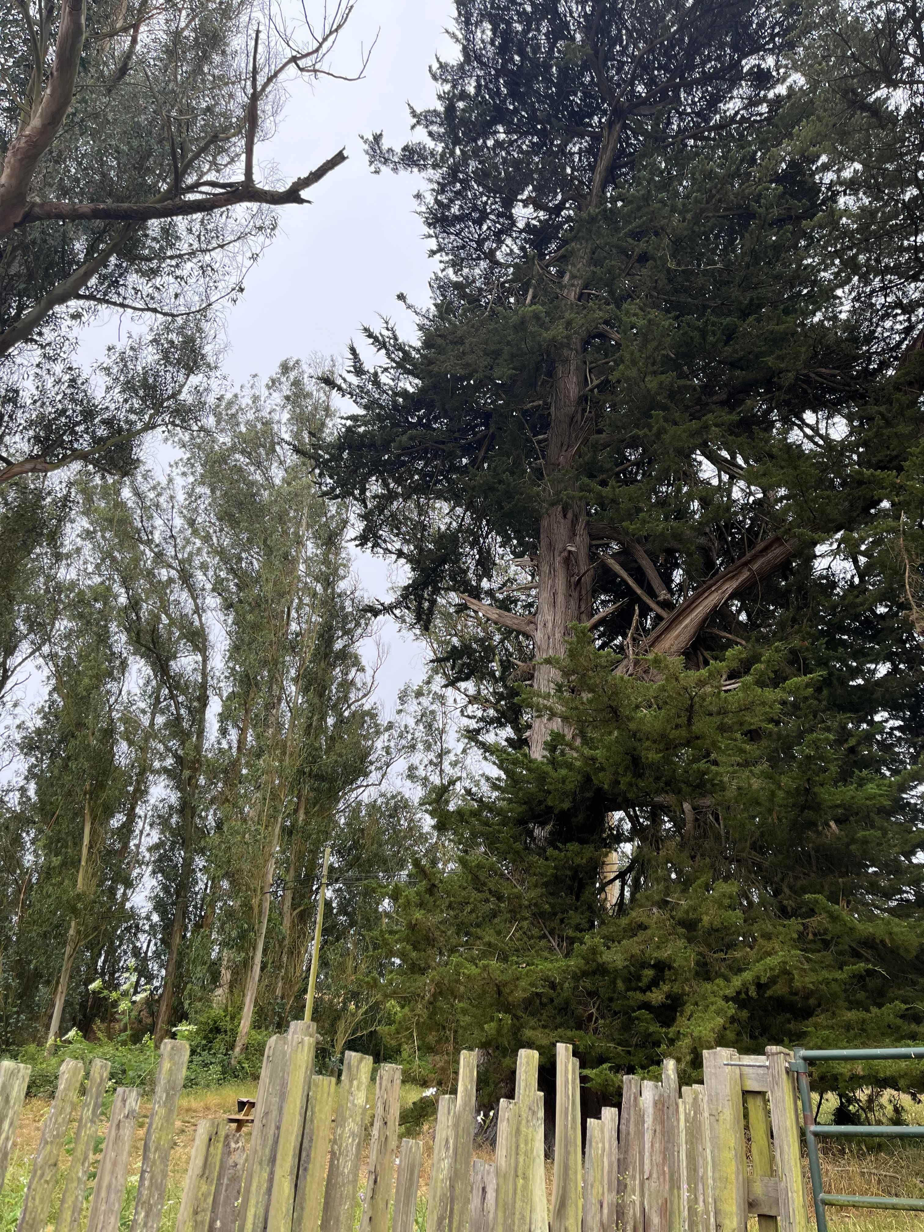Find the owl…