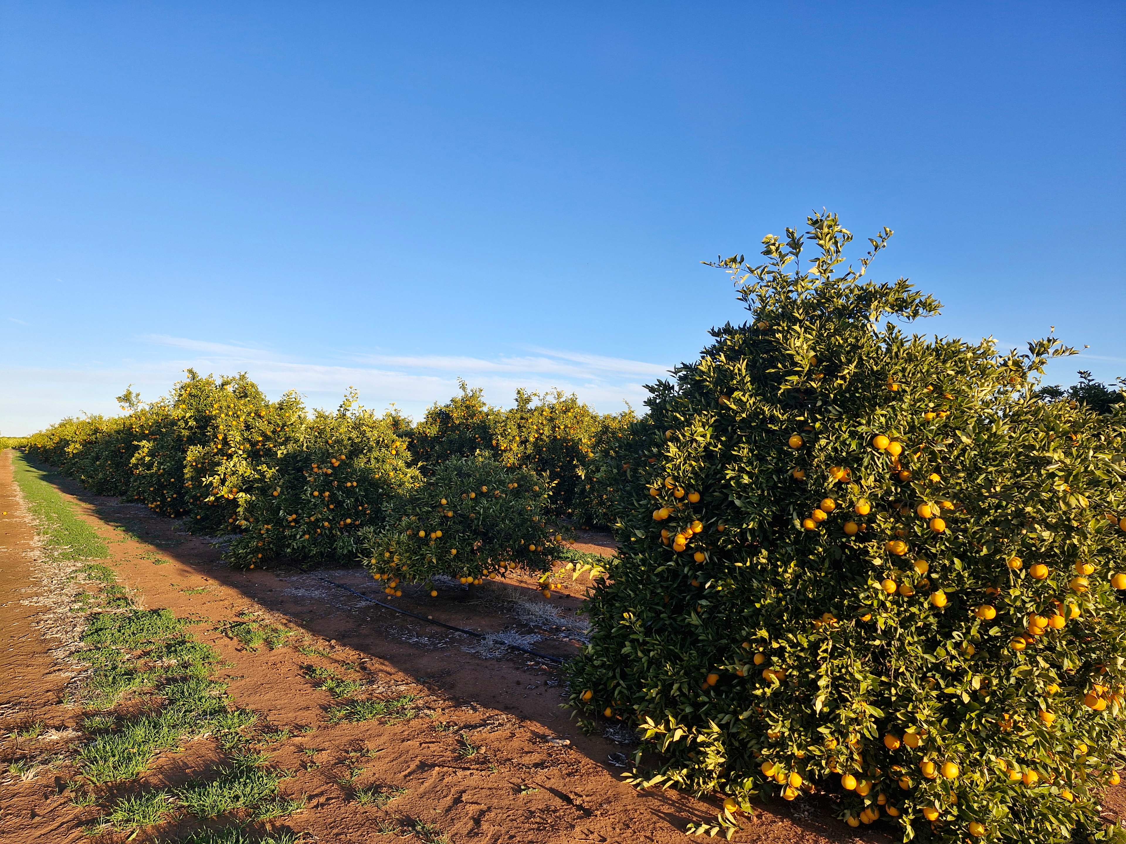 Catania Fruit Salad Farm