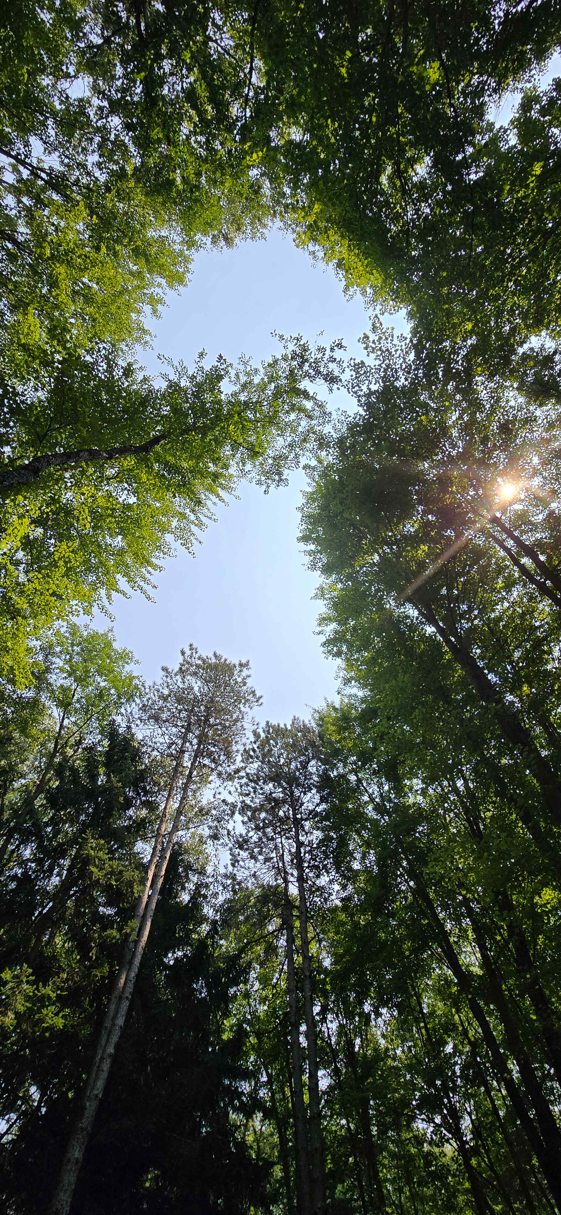 Mulligan's Valley in the Woods