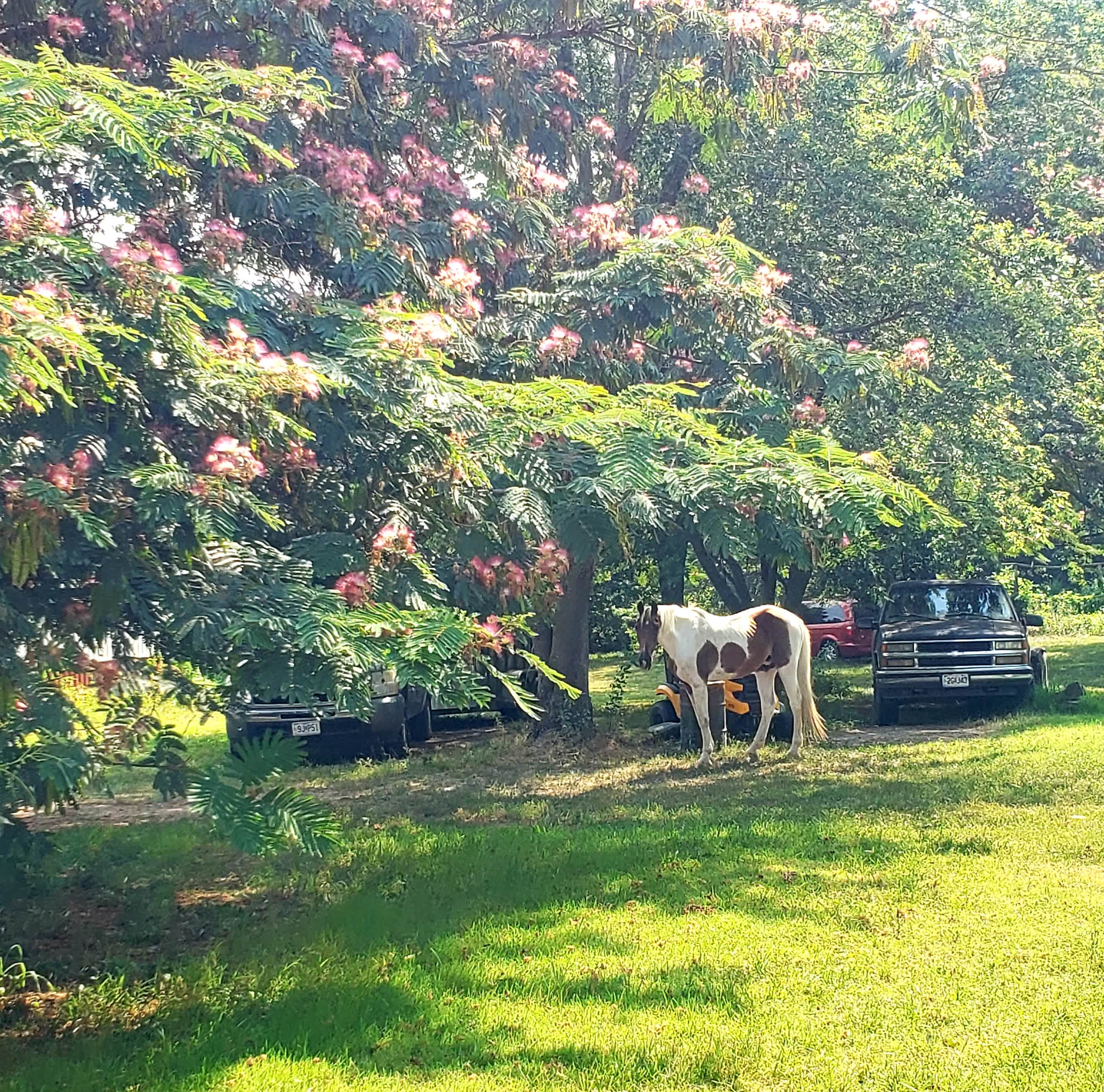 Warriors o' Rainbow Horse Sanctuary