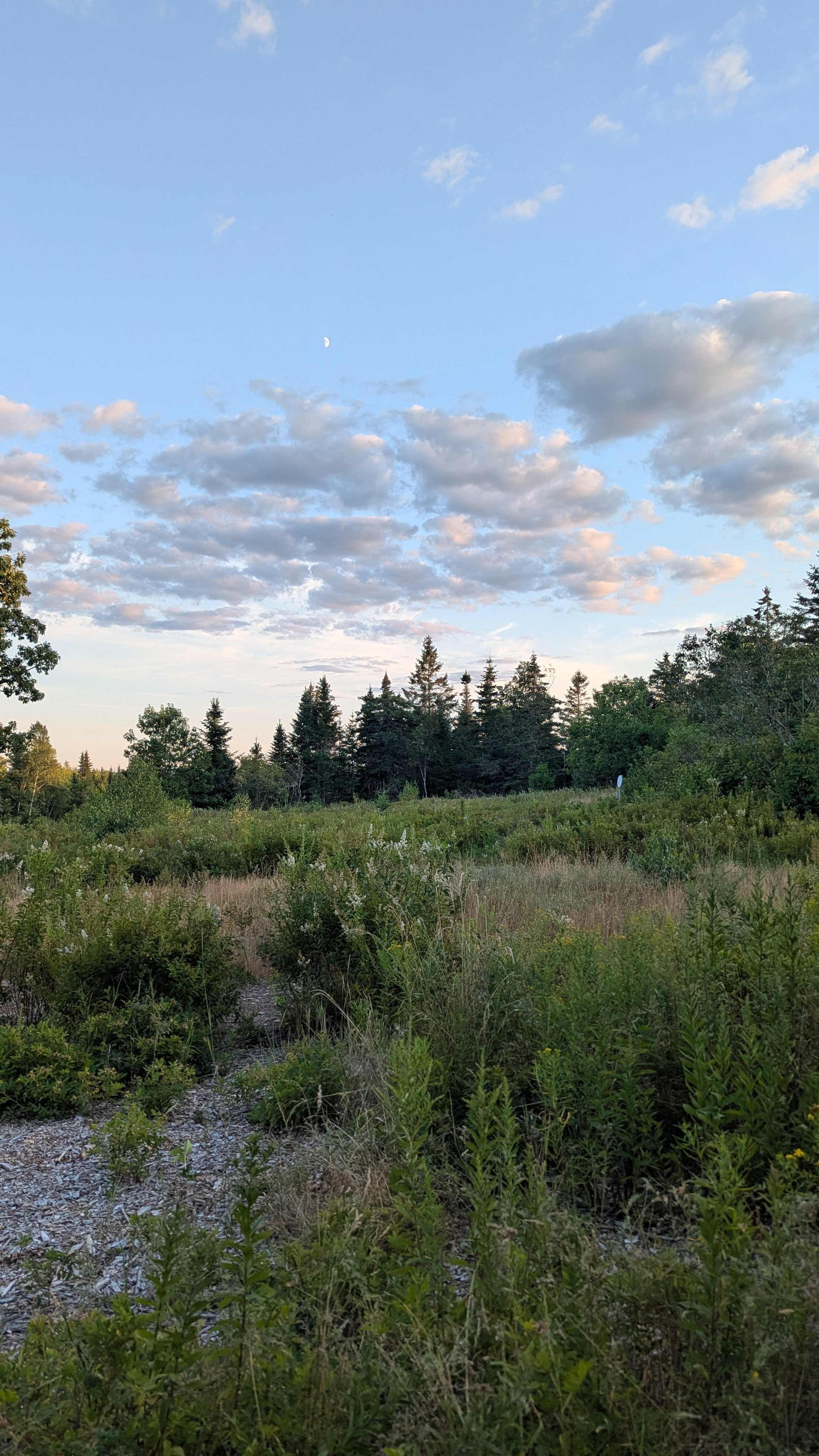 Blueberry Land Tent Platforms
