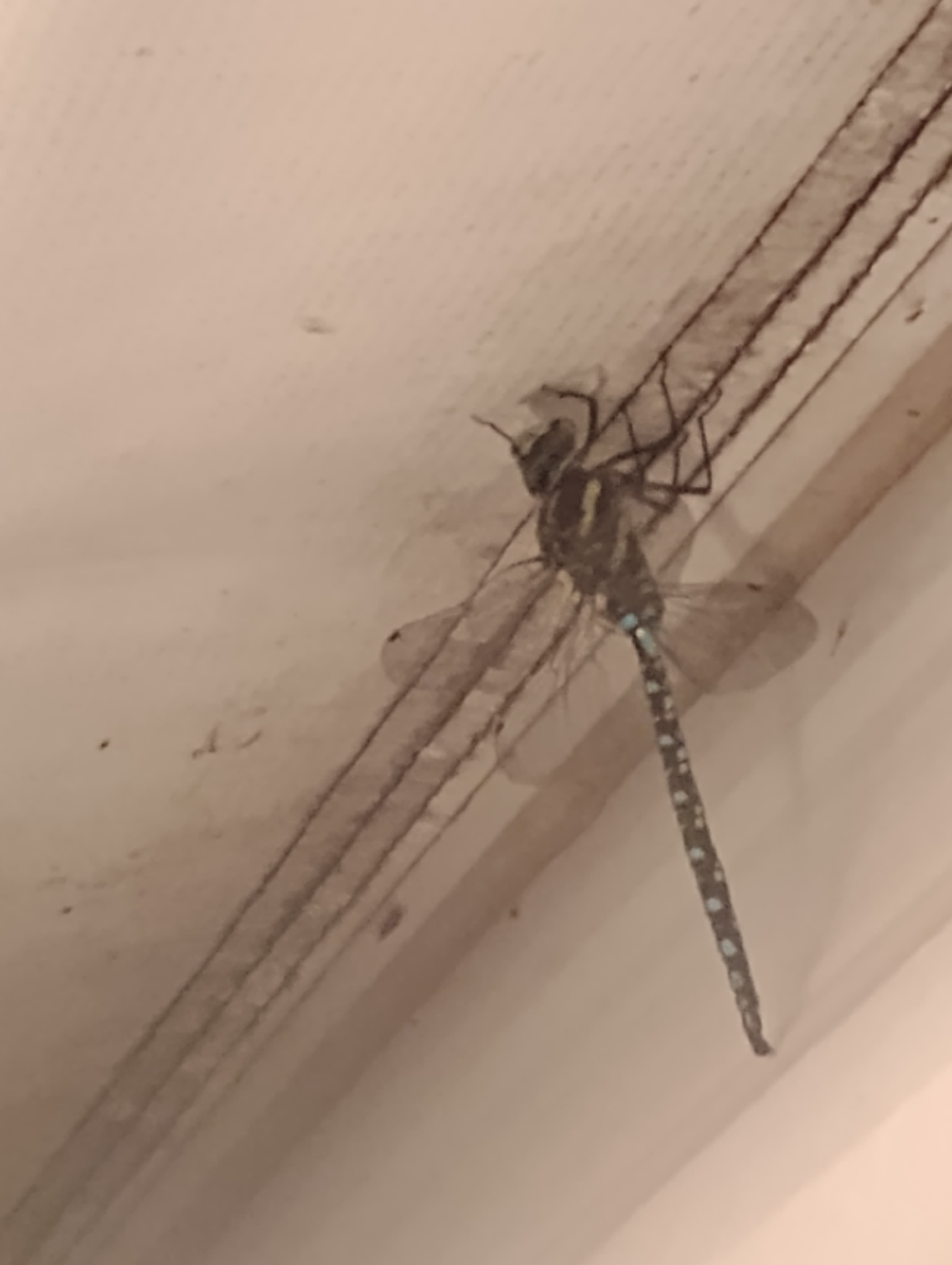 Trails End Canal🌿