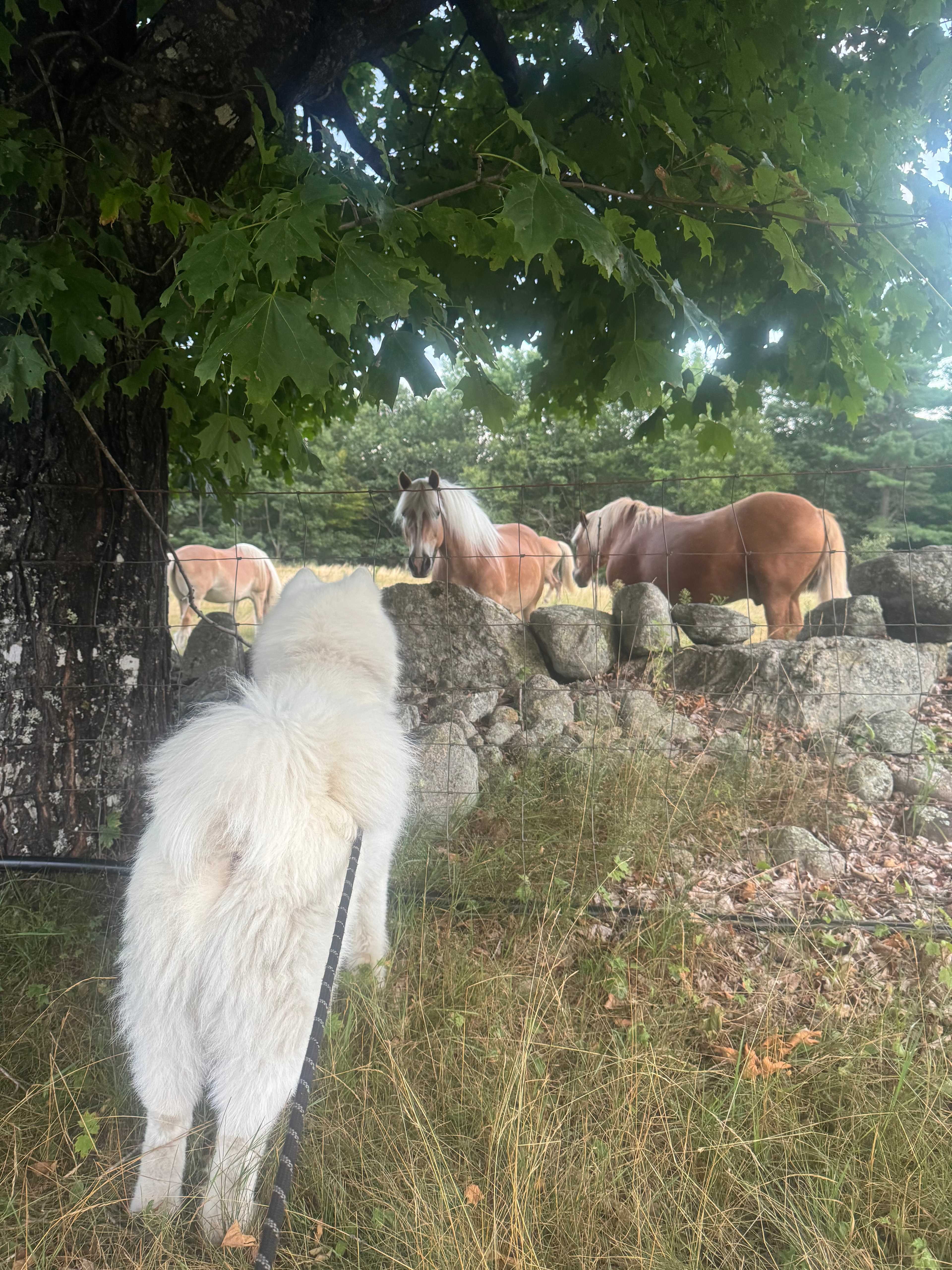 BrandiLee Woods at the Woolley farm