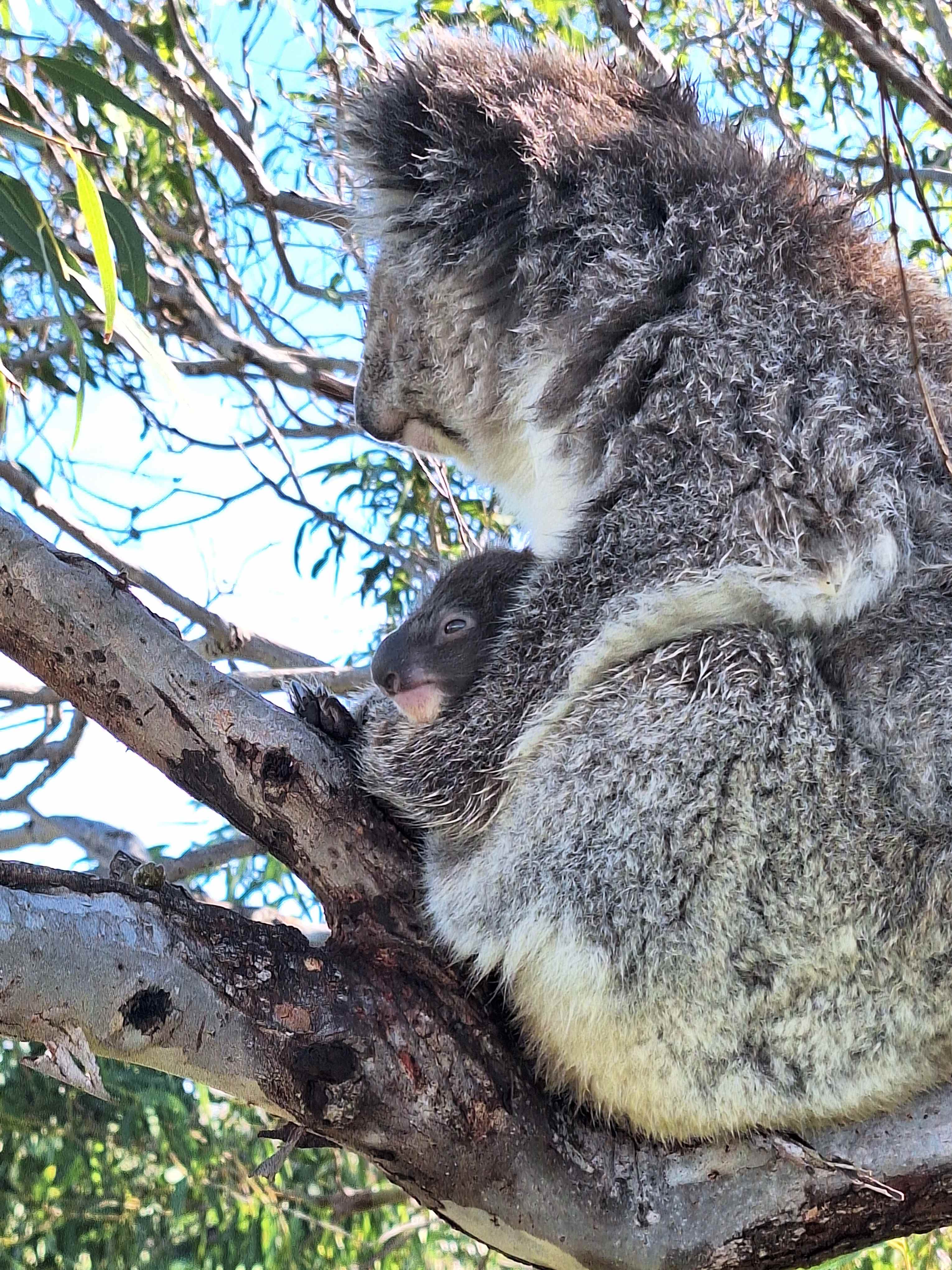 Mikkira Station Koala Sanctuary