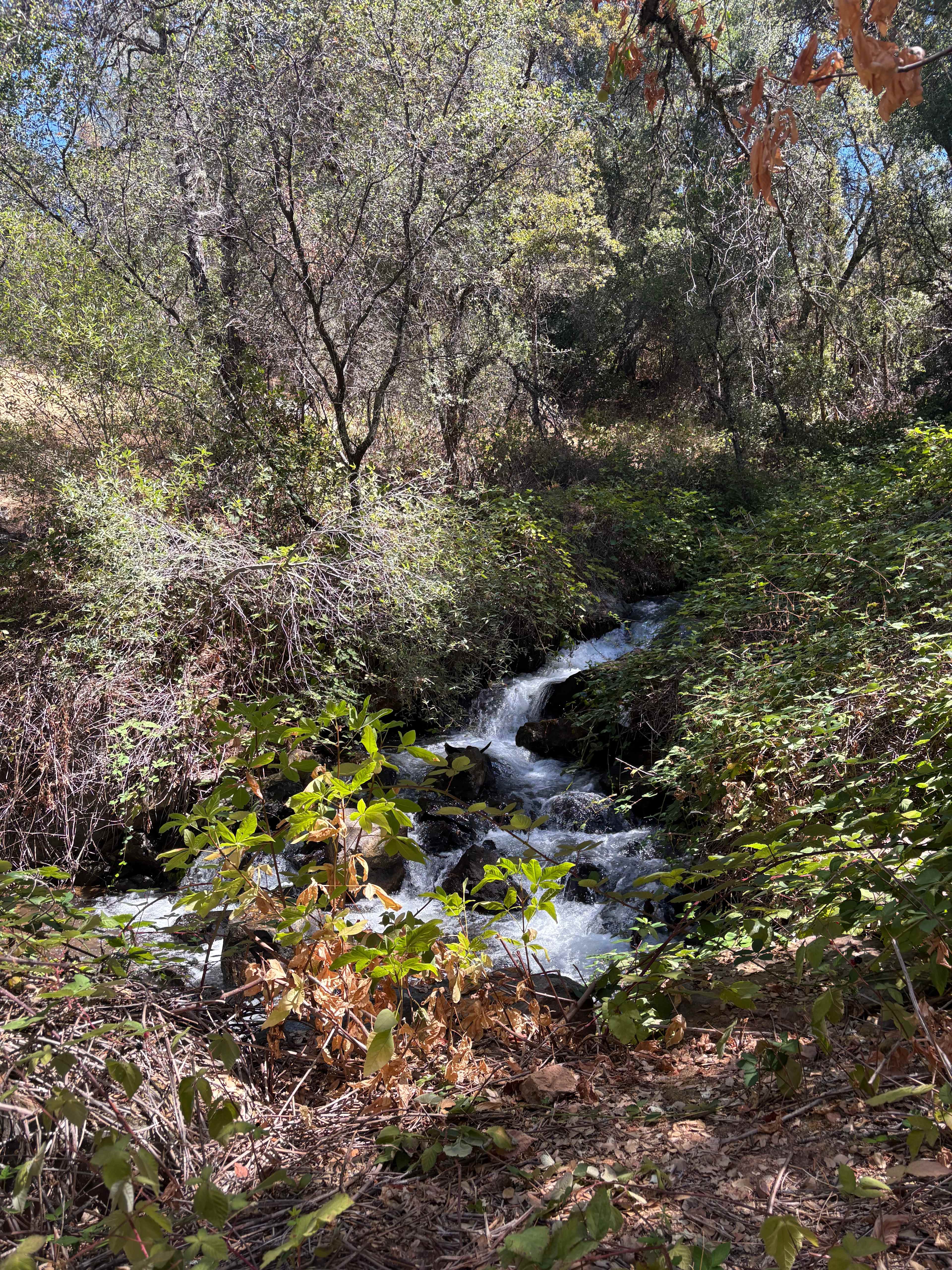 Wild Blackberry Creek