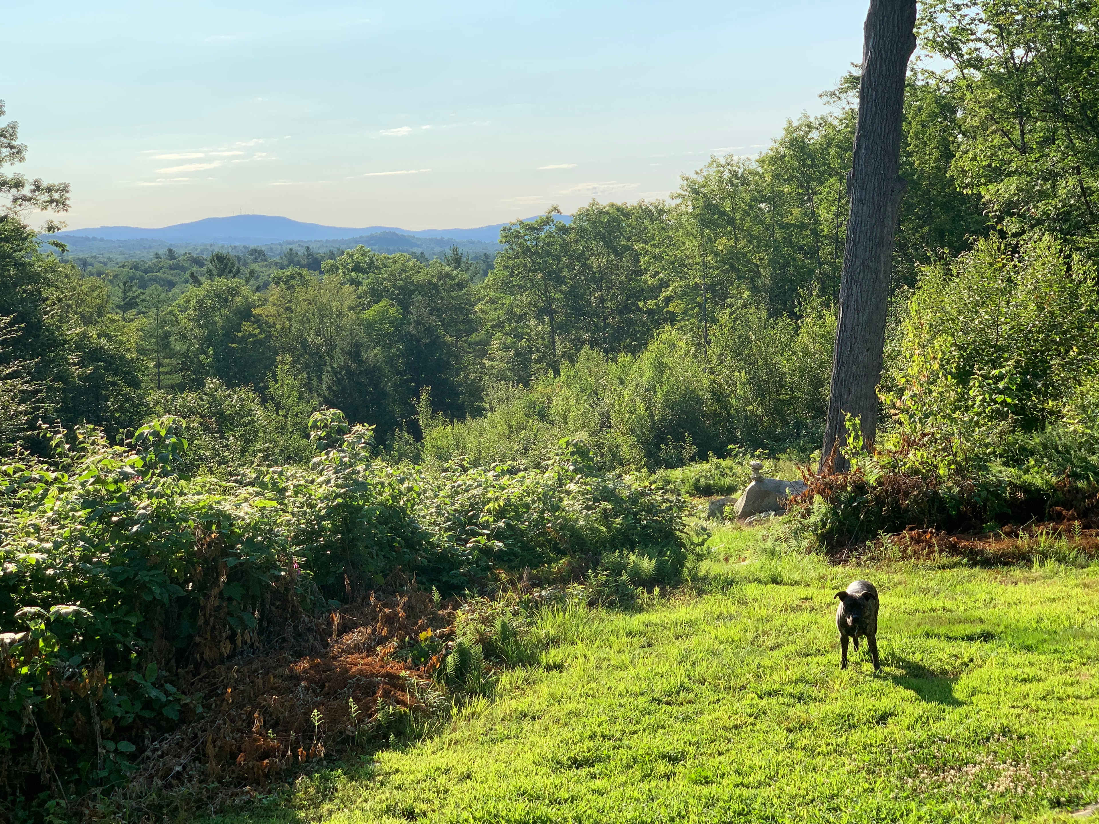 Lulu's 100 Acre Wood Cabin