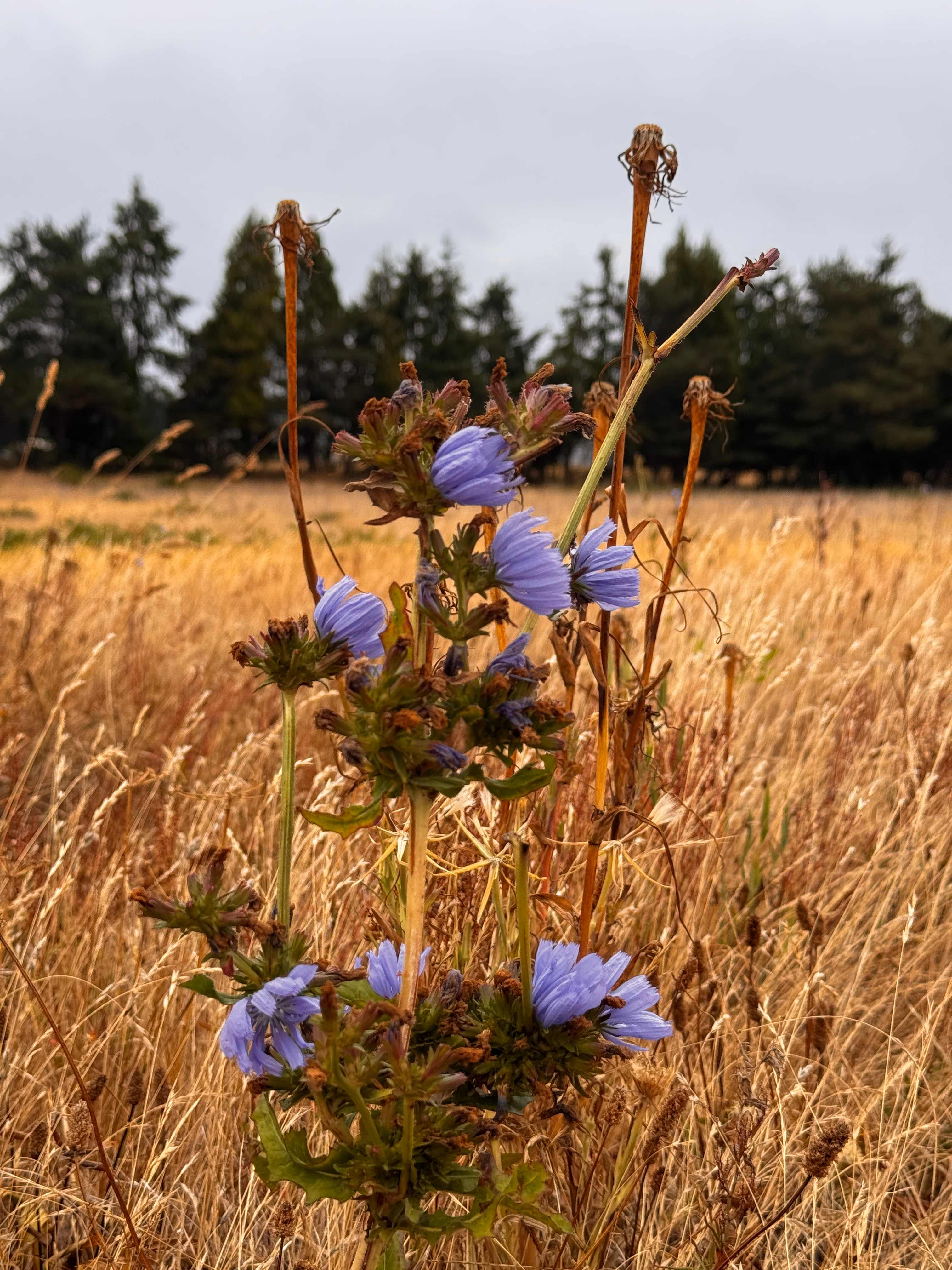 Pacific Rim Institute