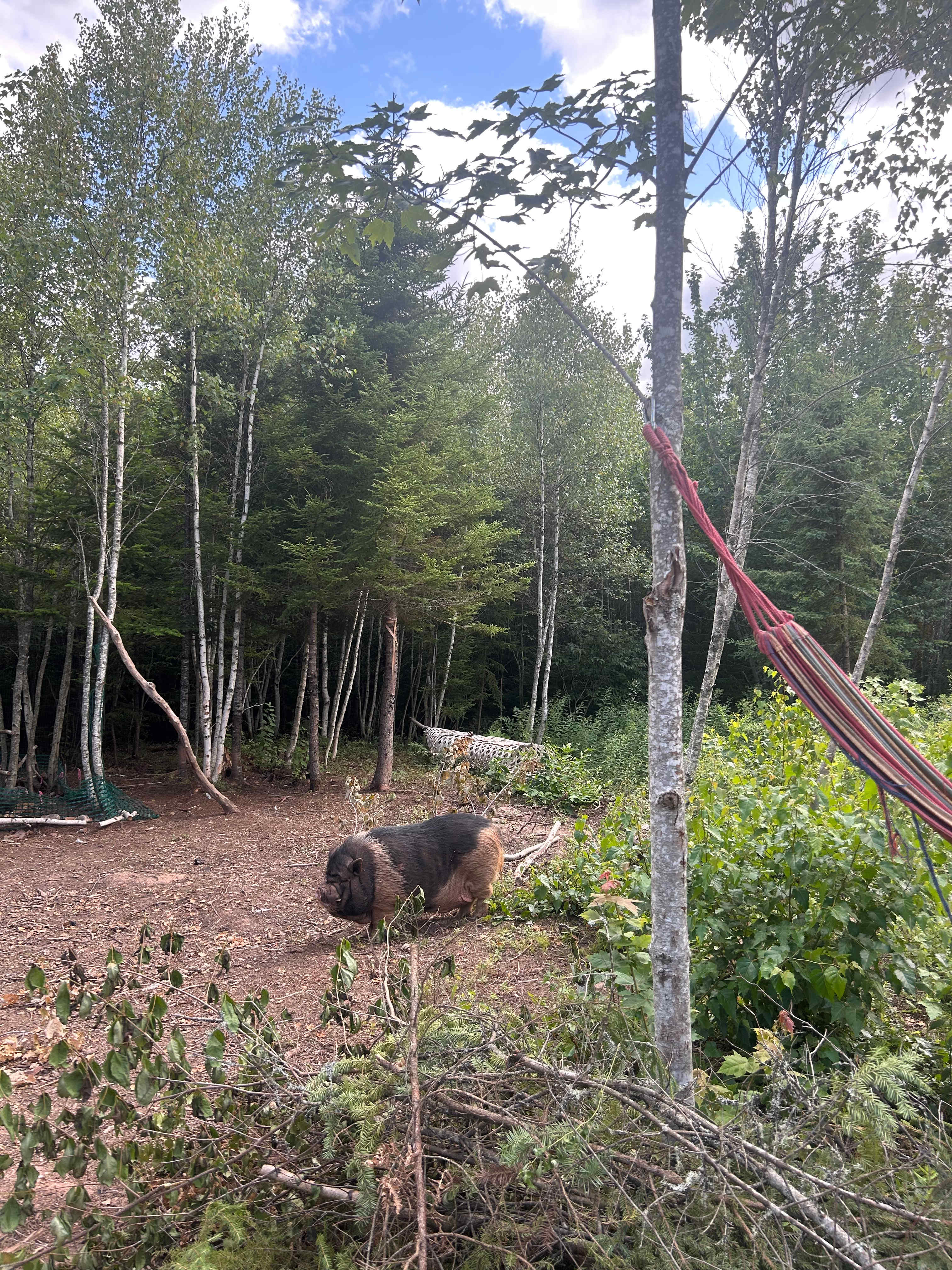 Old Fashioned Homestead Stay