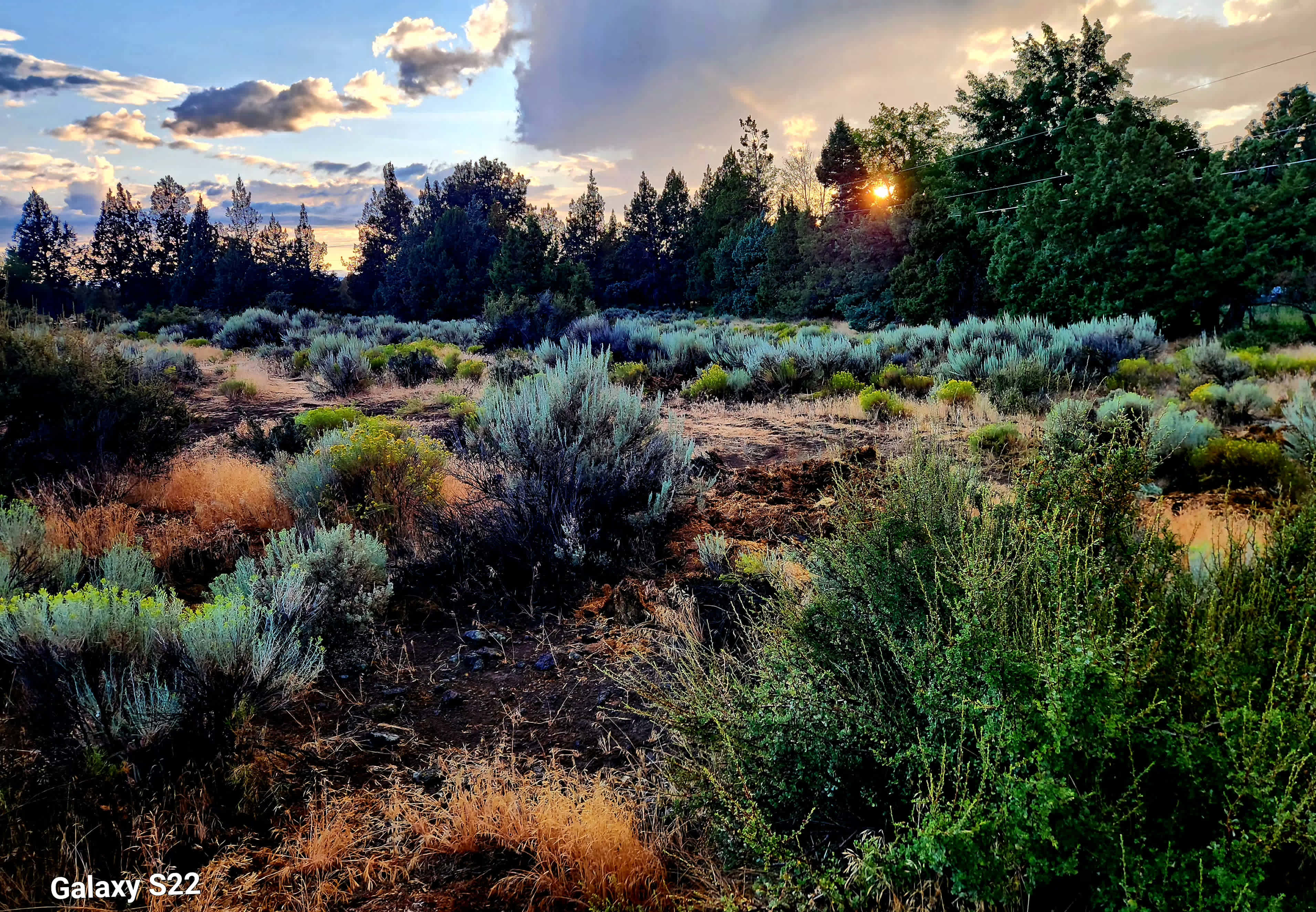 The farm with its gorgeous desert plants