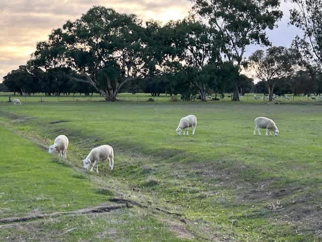 Lazy Acres Farmstay - Serpentine WA