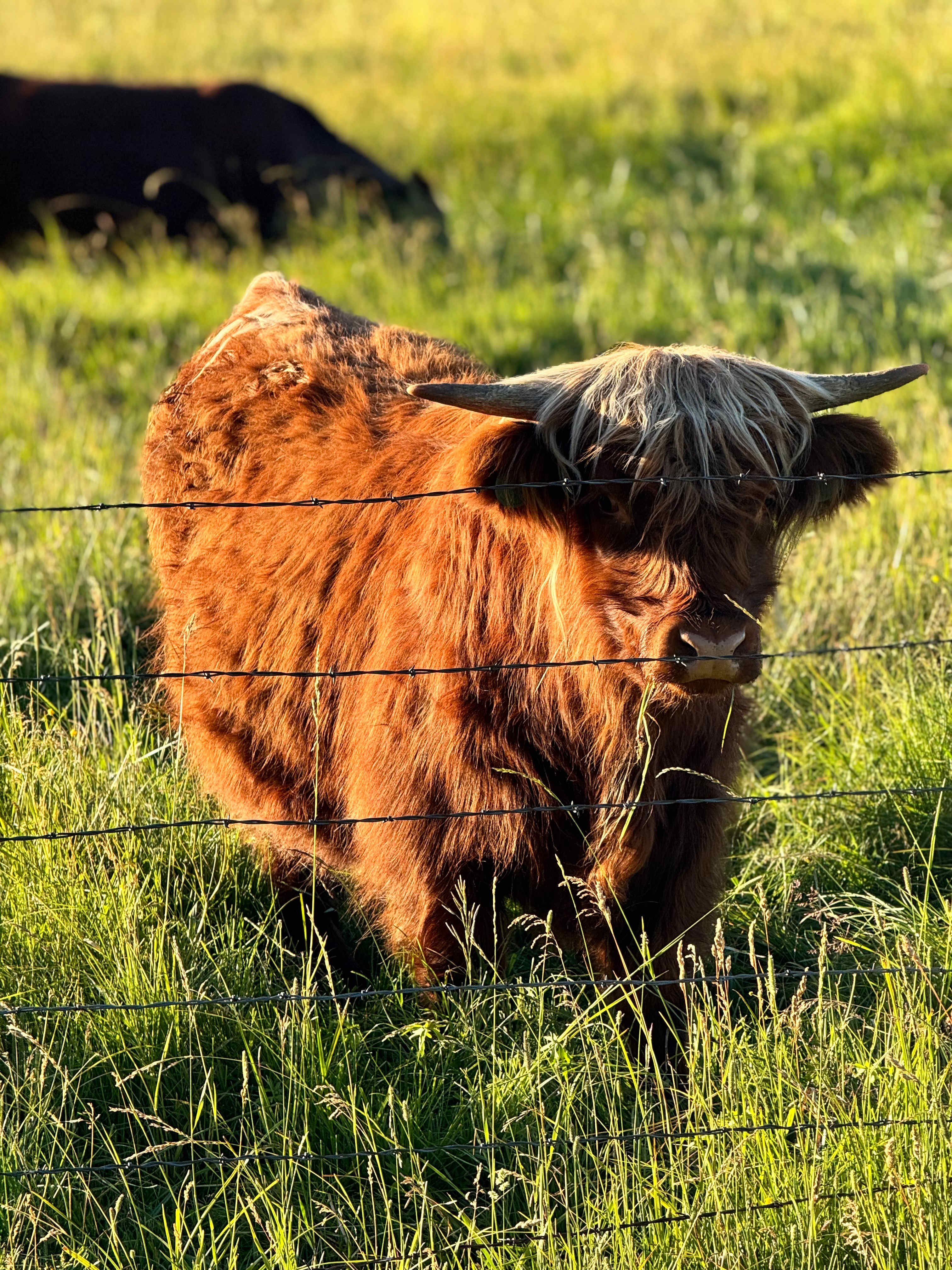 Valley of the Bear Ranch