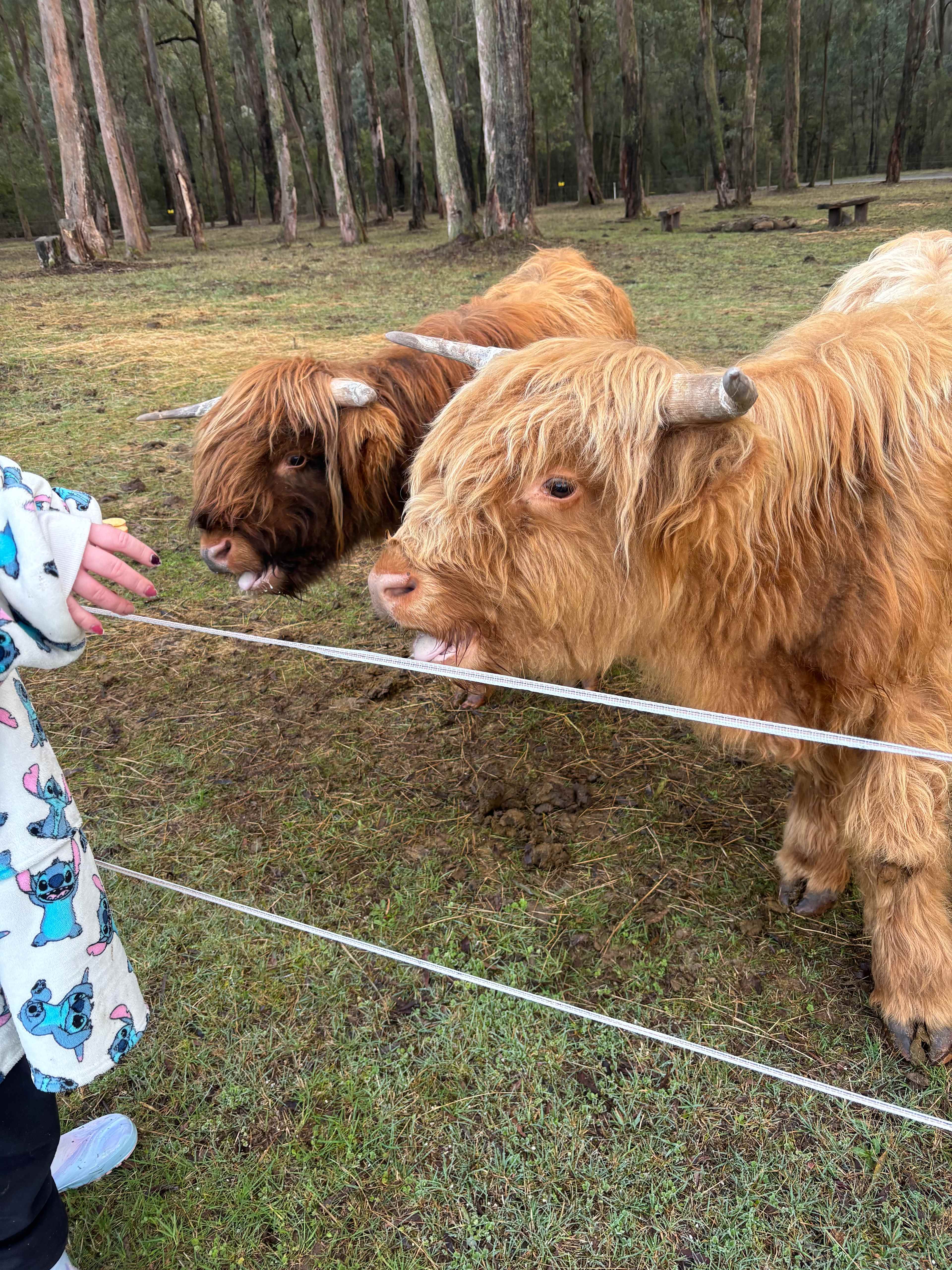 Galea Ranch