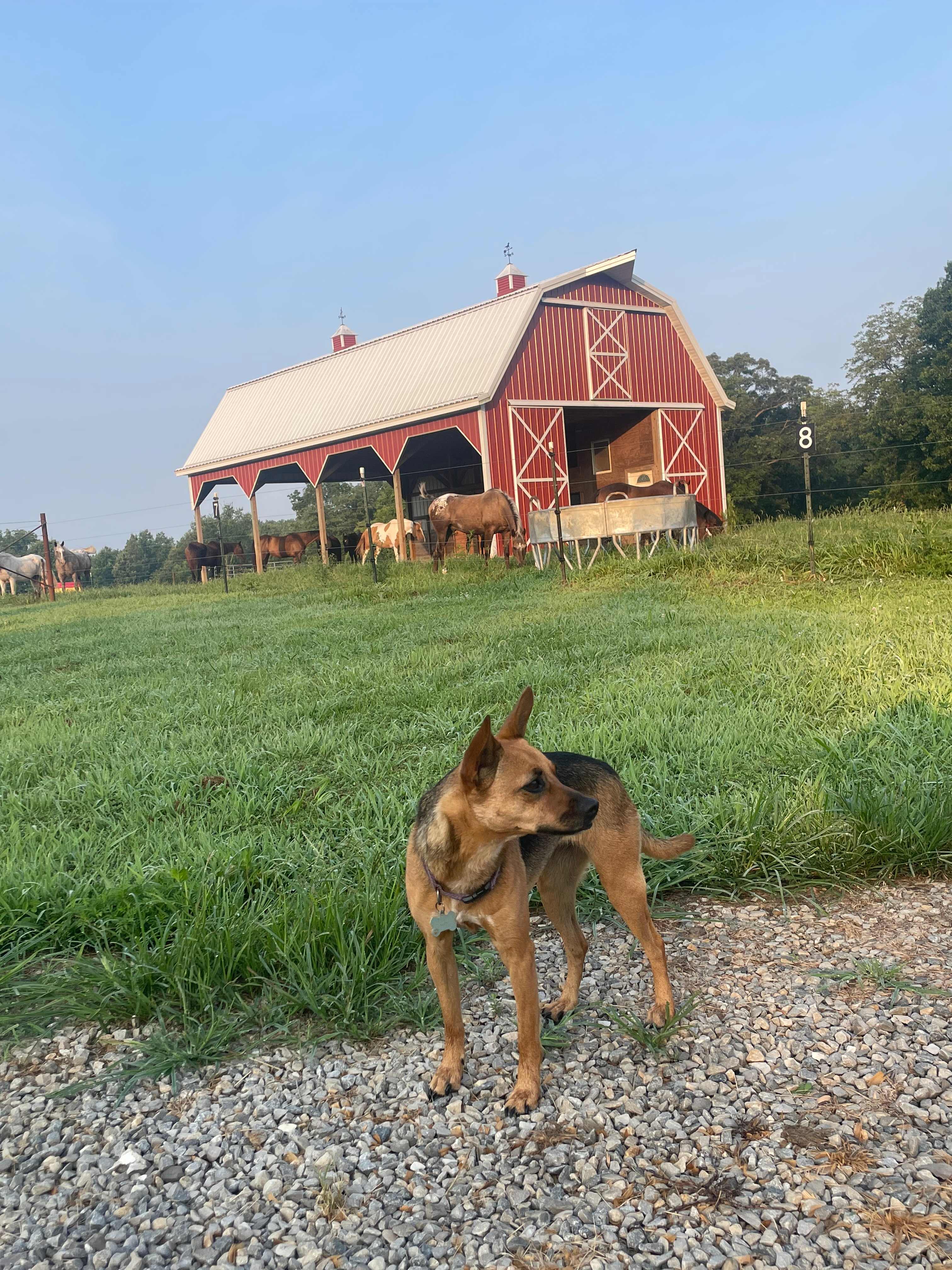 Selby Farm Horse Retirement
