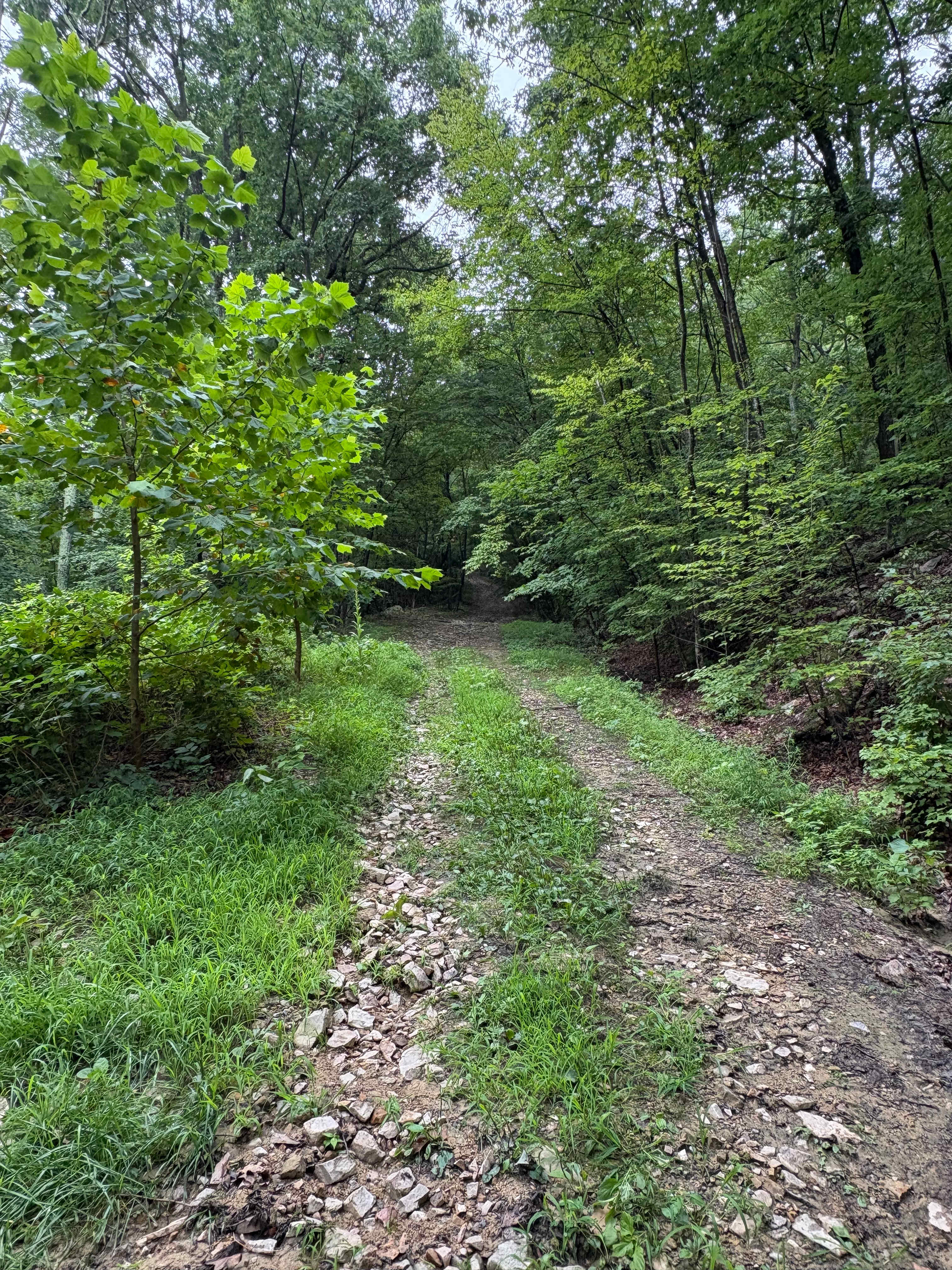 road up away from campsite (on left)
