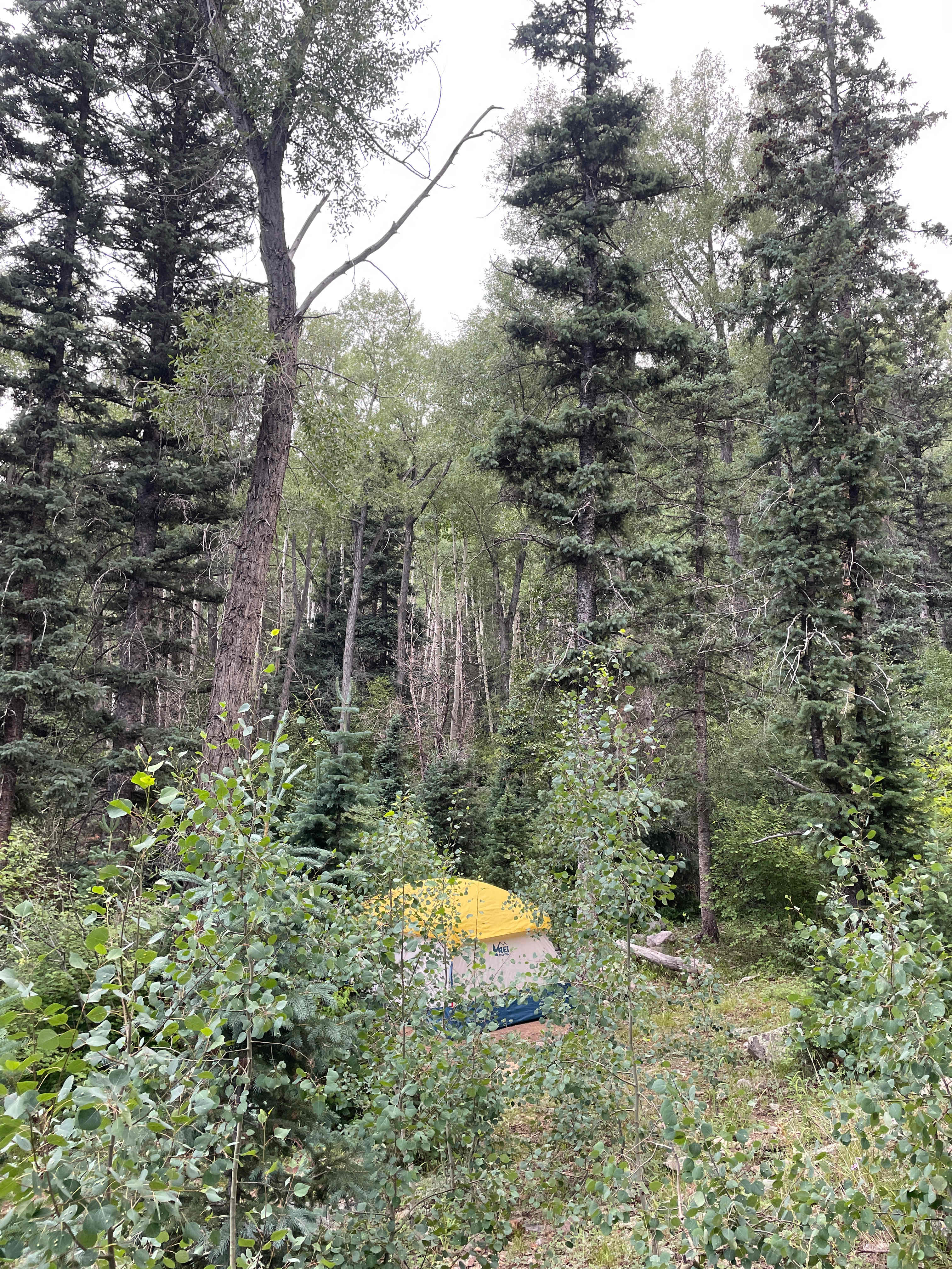 Tent site near creek was dreamy! 