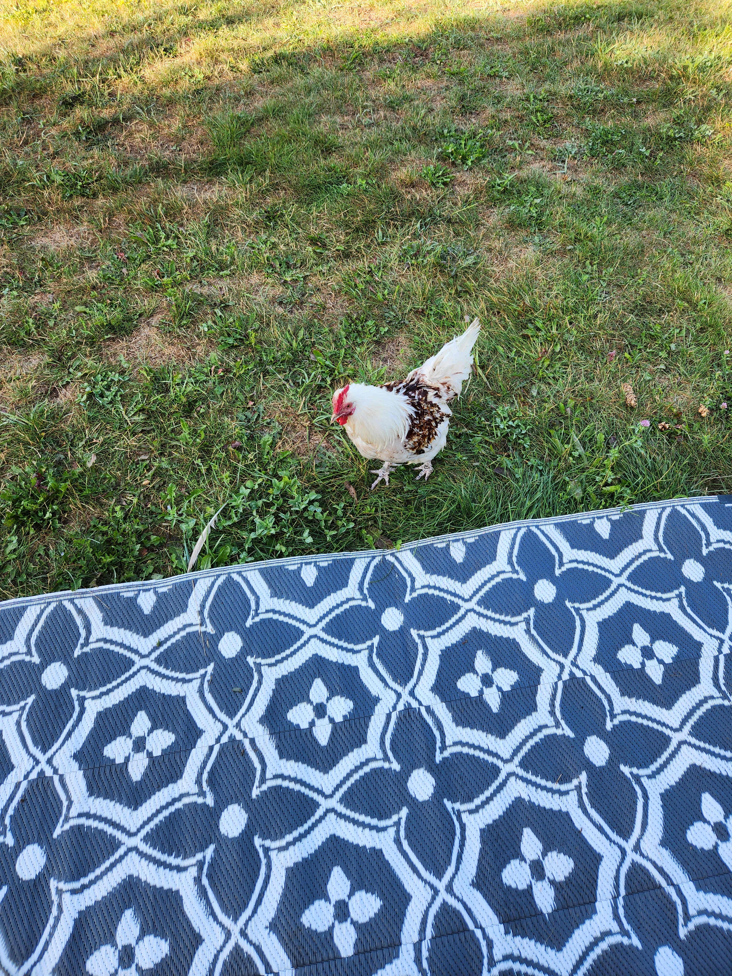 Kavanagh Farm camping