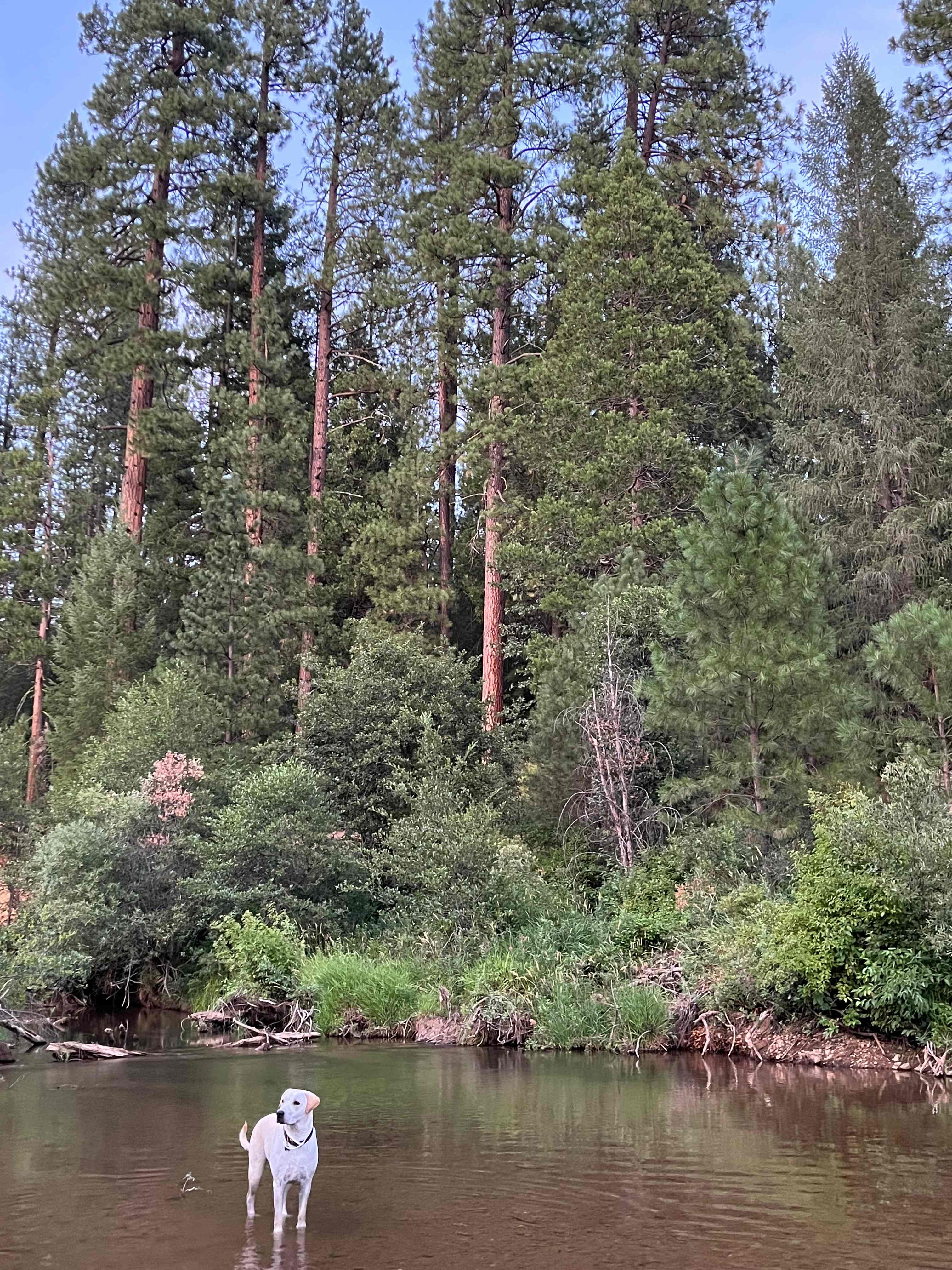 Our dog enjoying Wolf Creek 