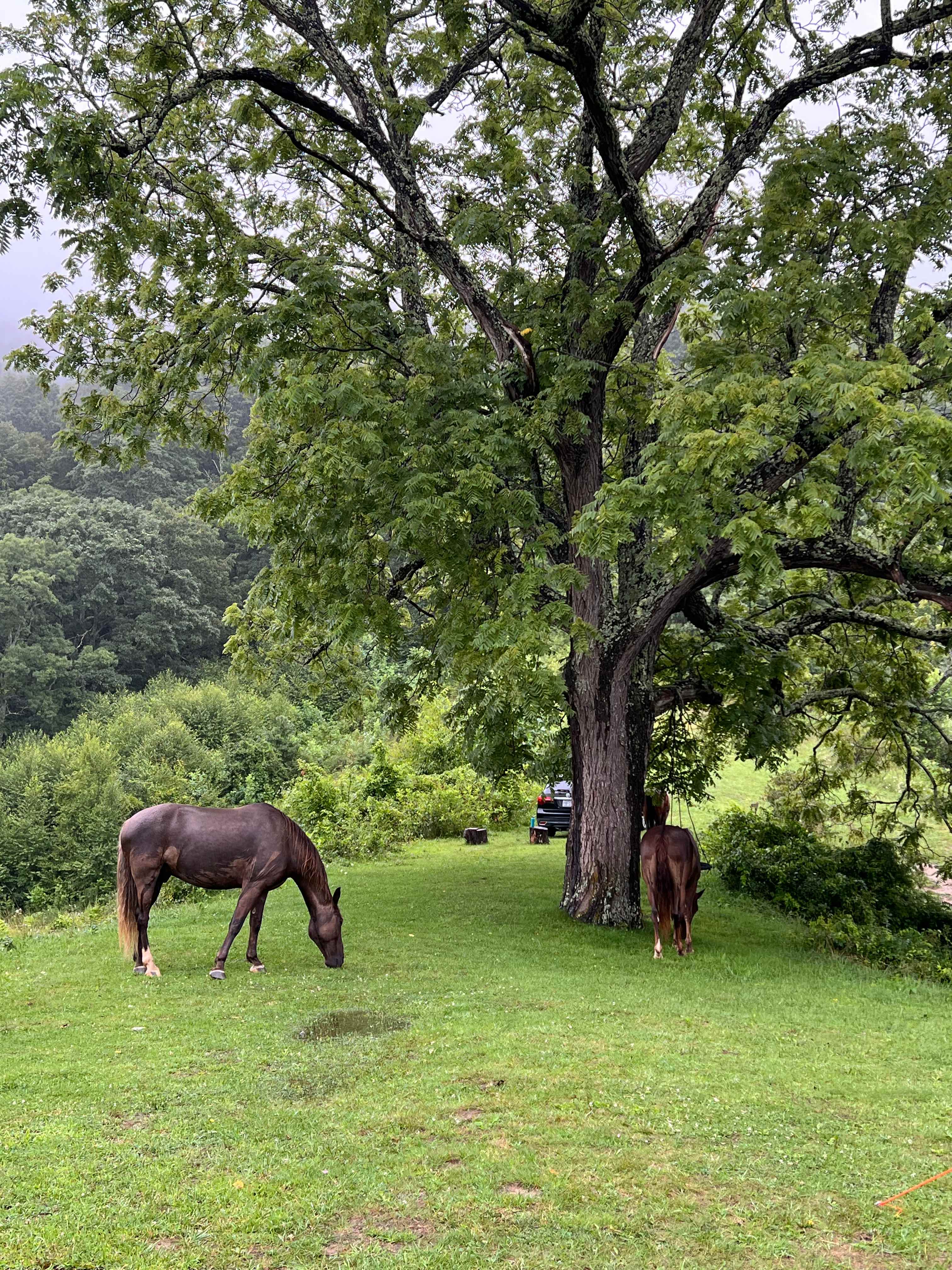 Pause || Eco-Retreat at Aramesh