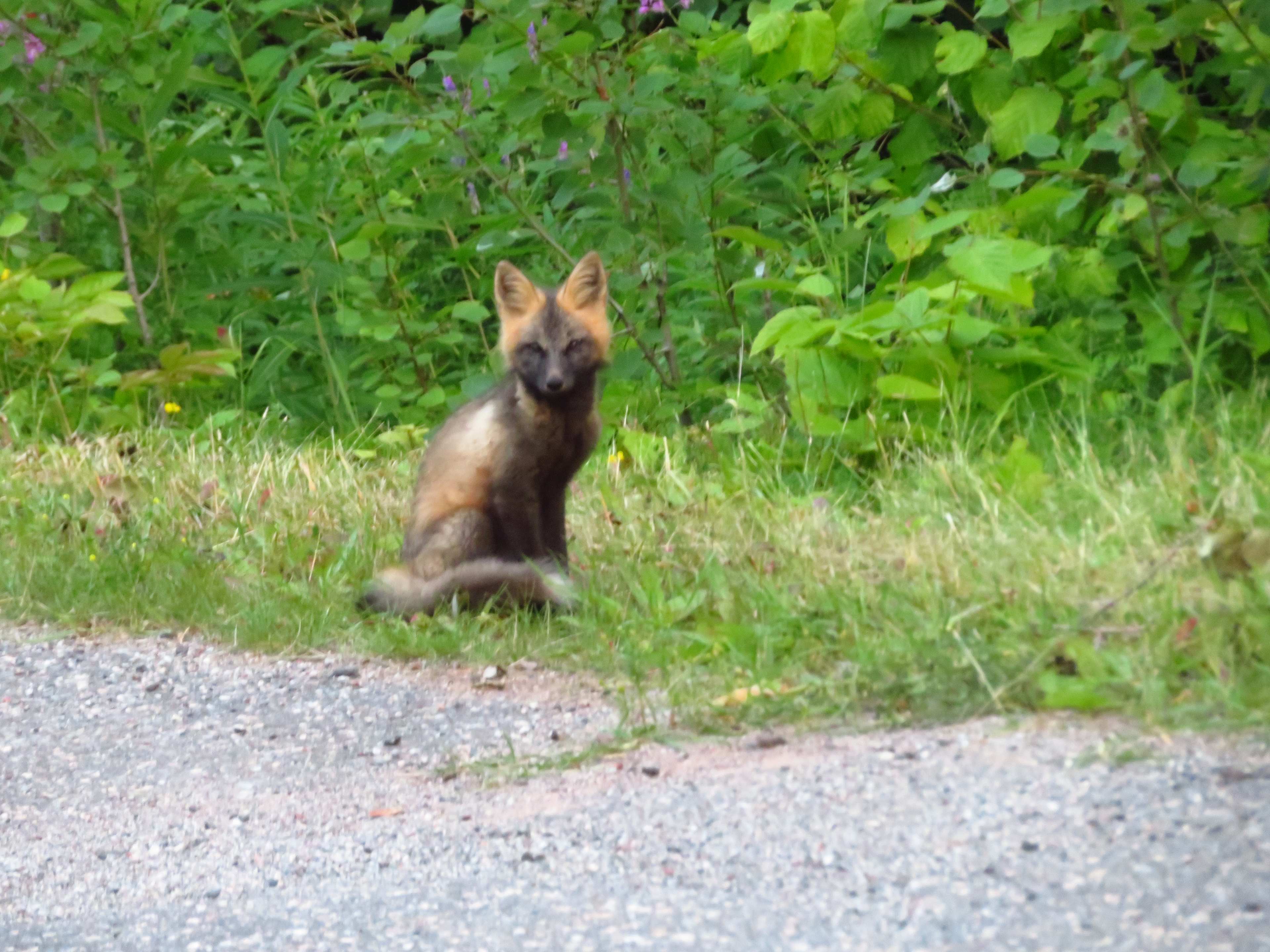 Fox greeted us every morning leaving the campsite!
