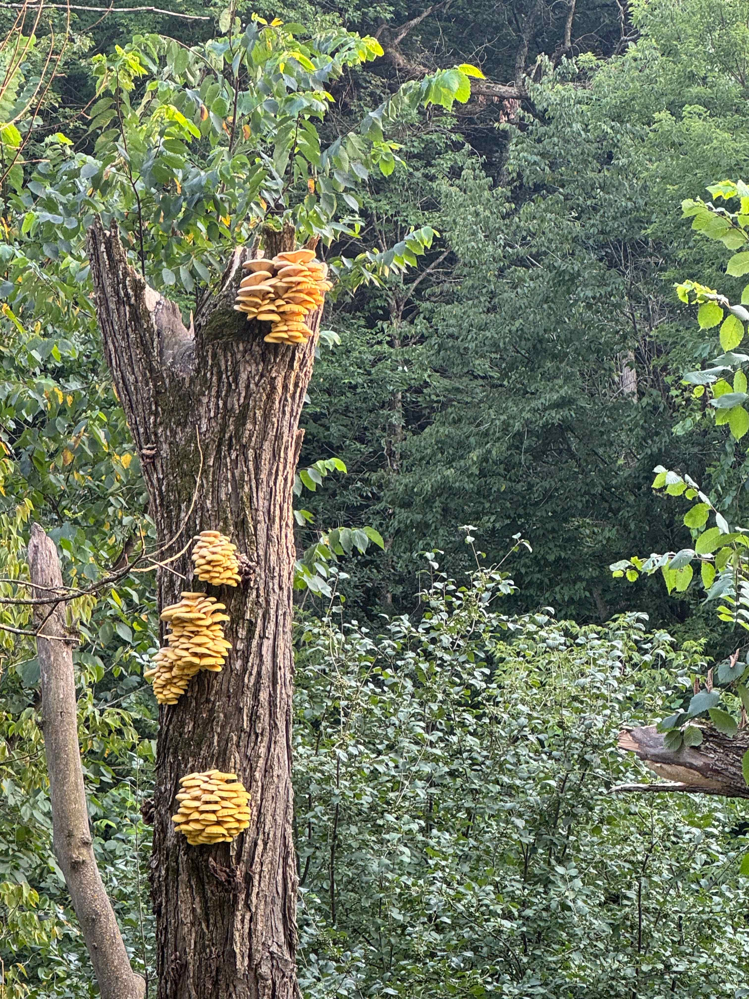 Tent camping on secluded 40 acres.