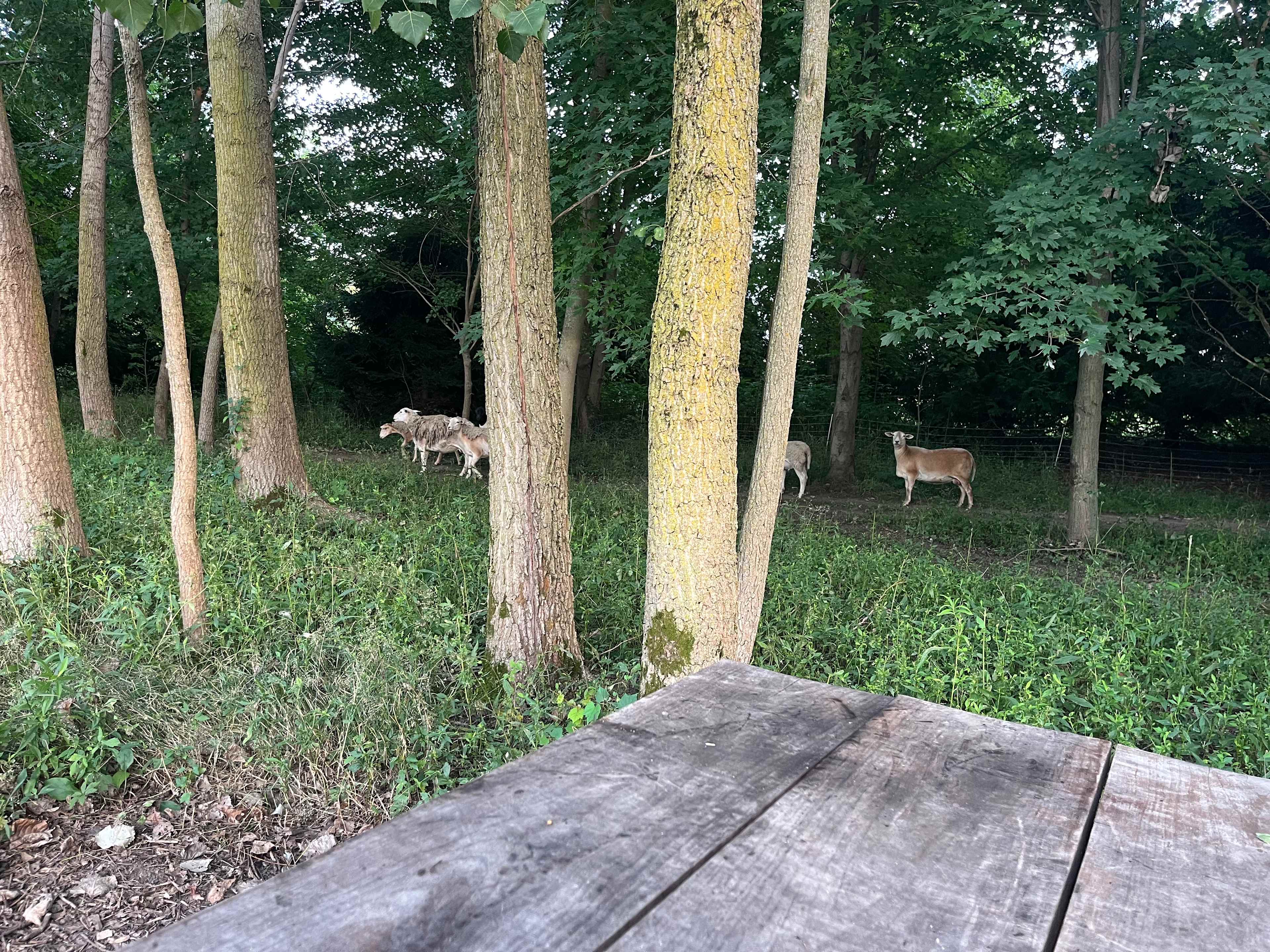Sheepy Acres