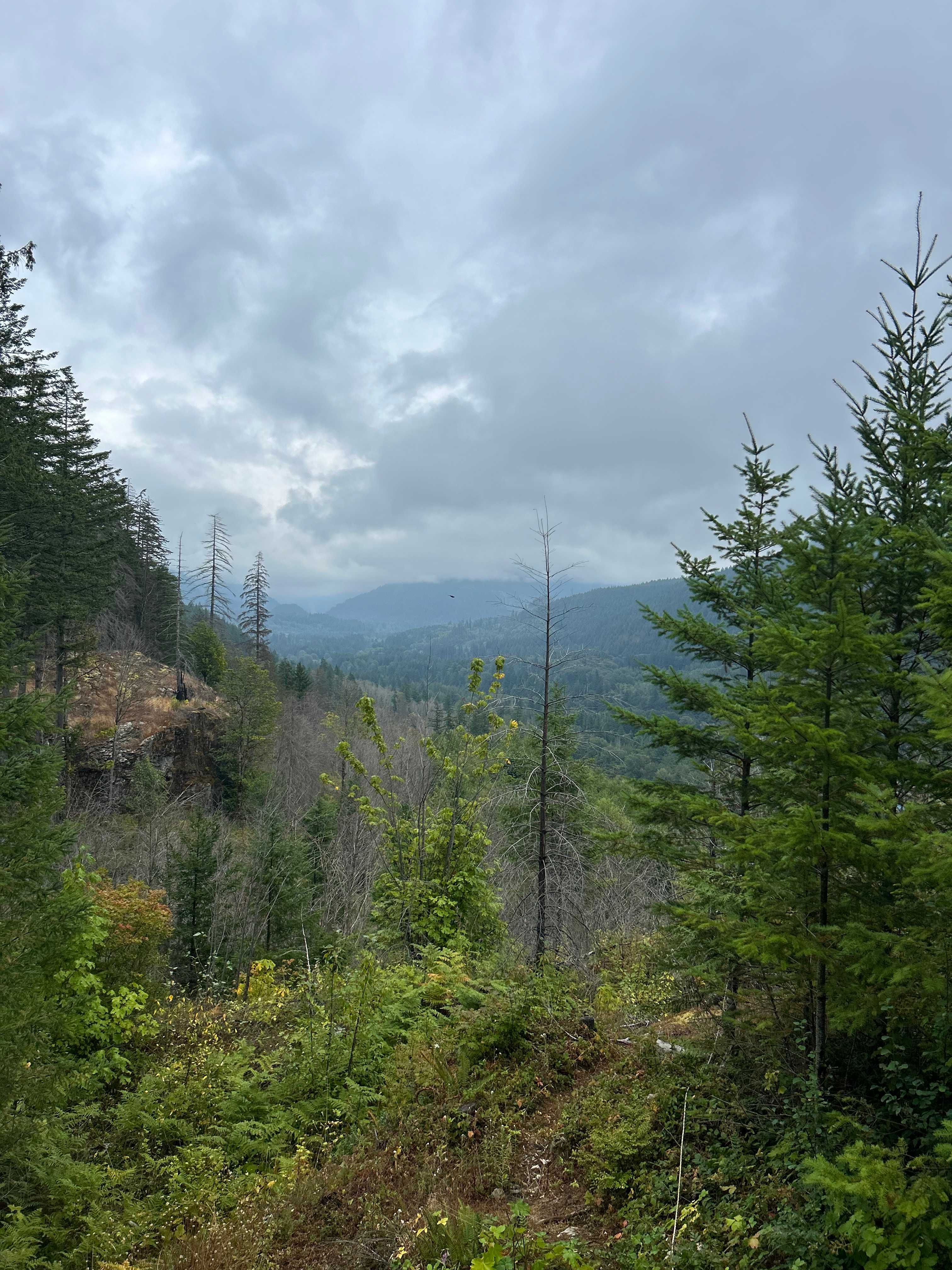 Earth Biscuits Skykomish Campground