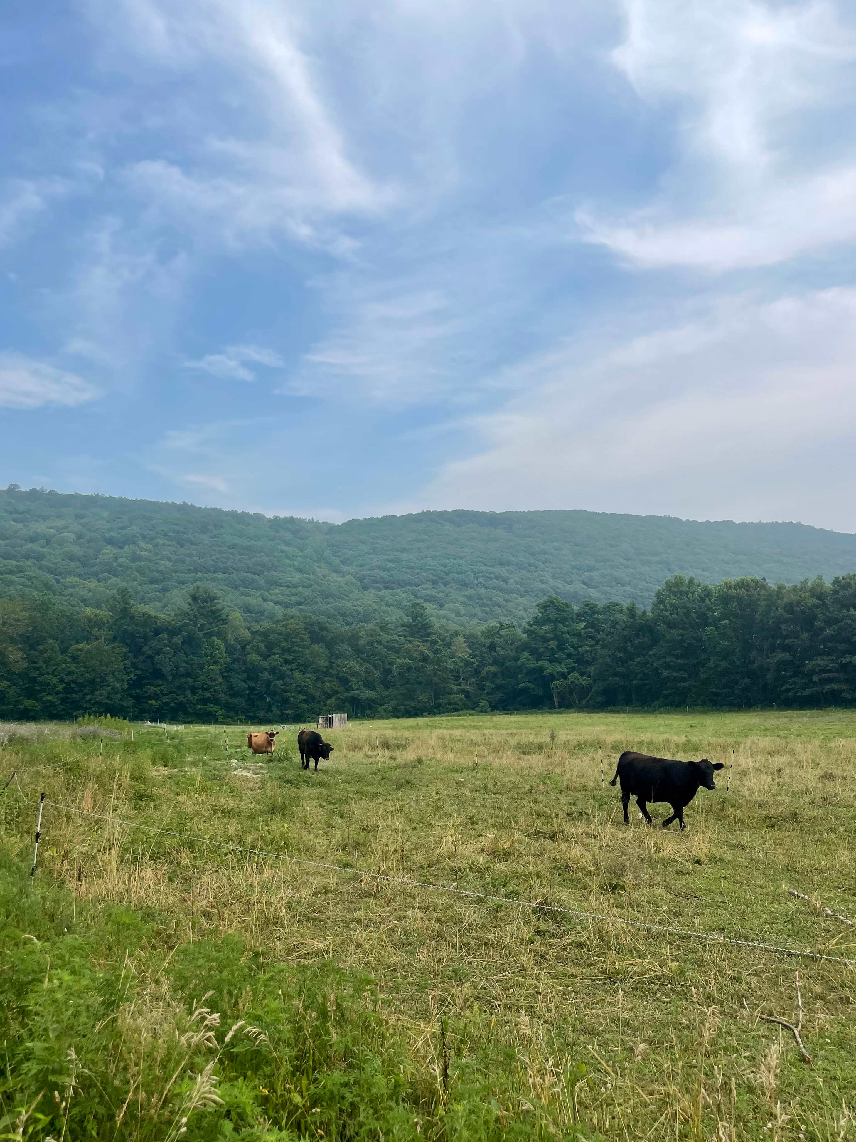 Turtle Bend Farm