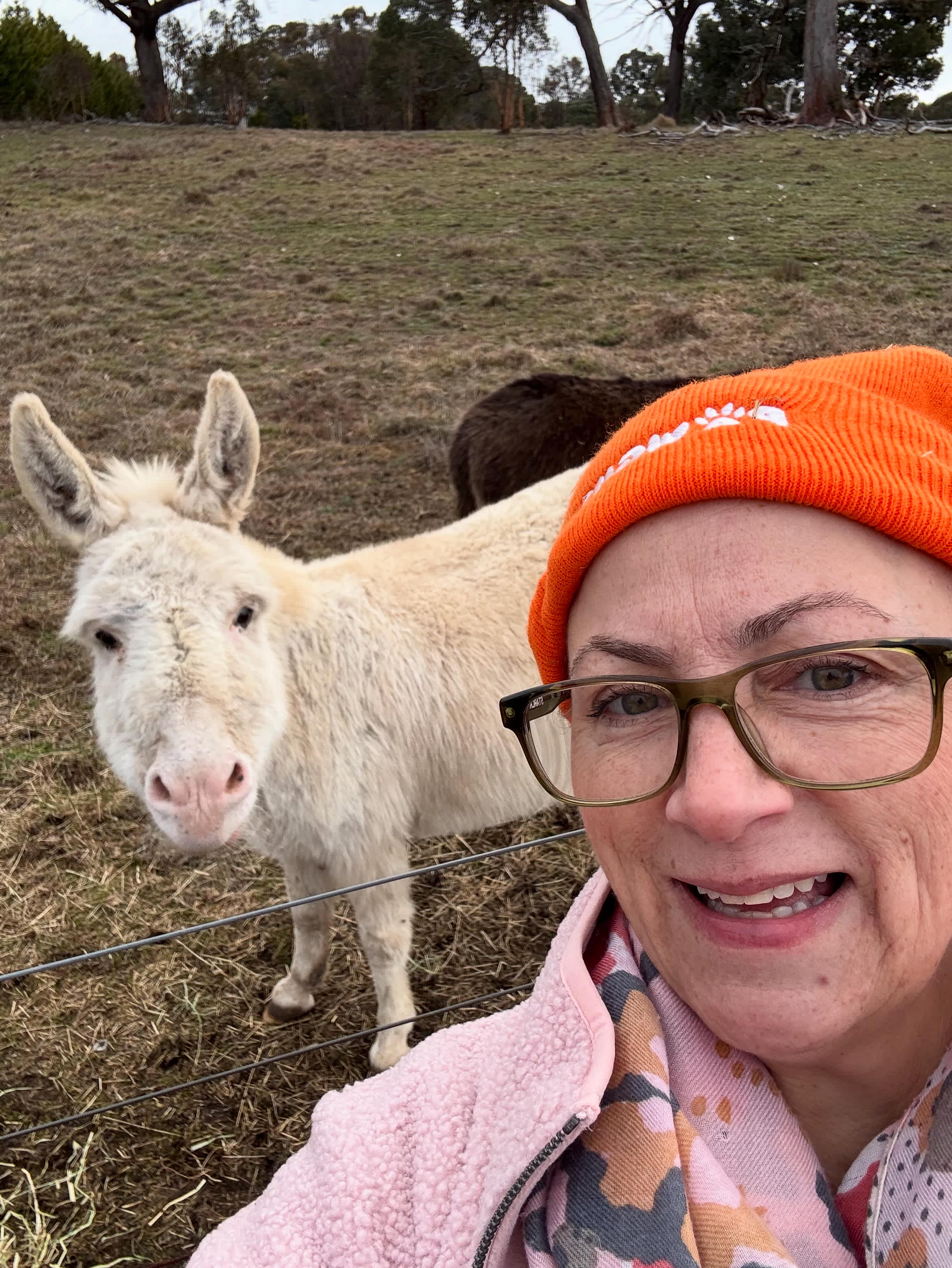 Miniature Donkey Farm Stay