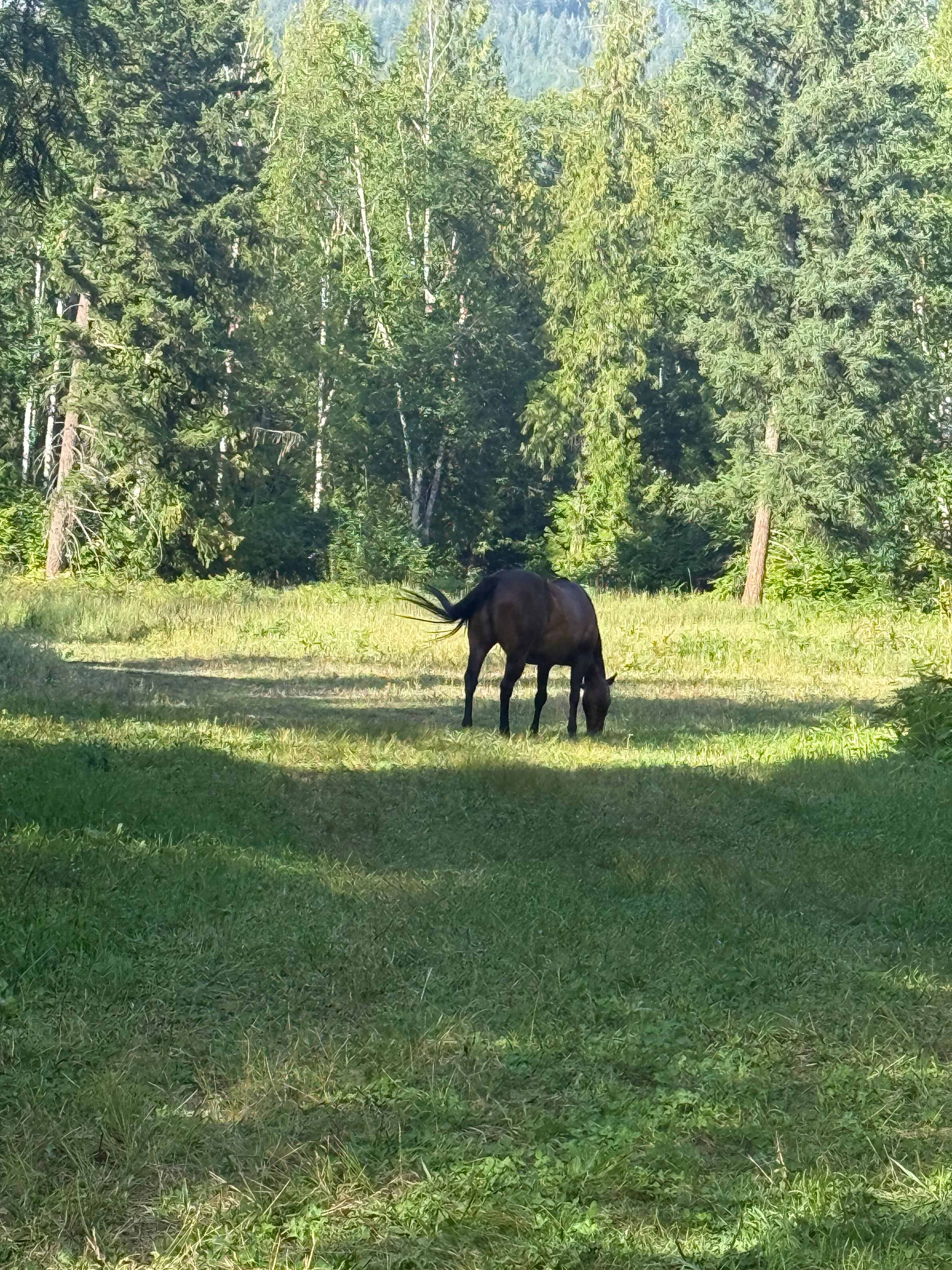 Beautiful Horses grazing!!