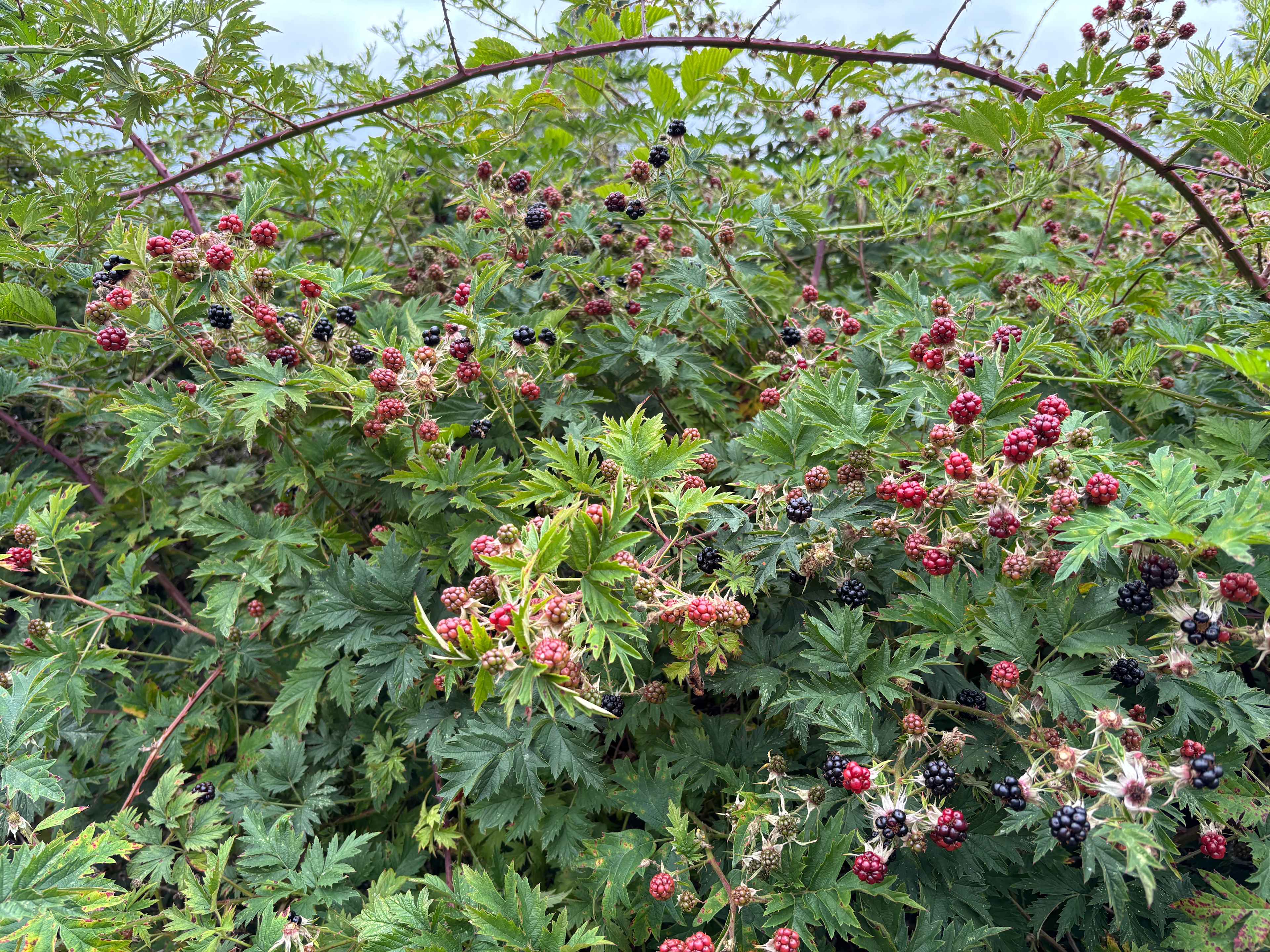 North Eagle Haven @ Mount Baker