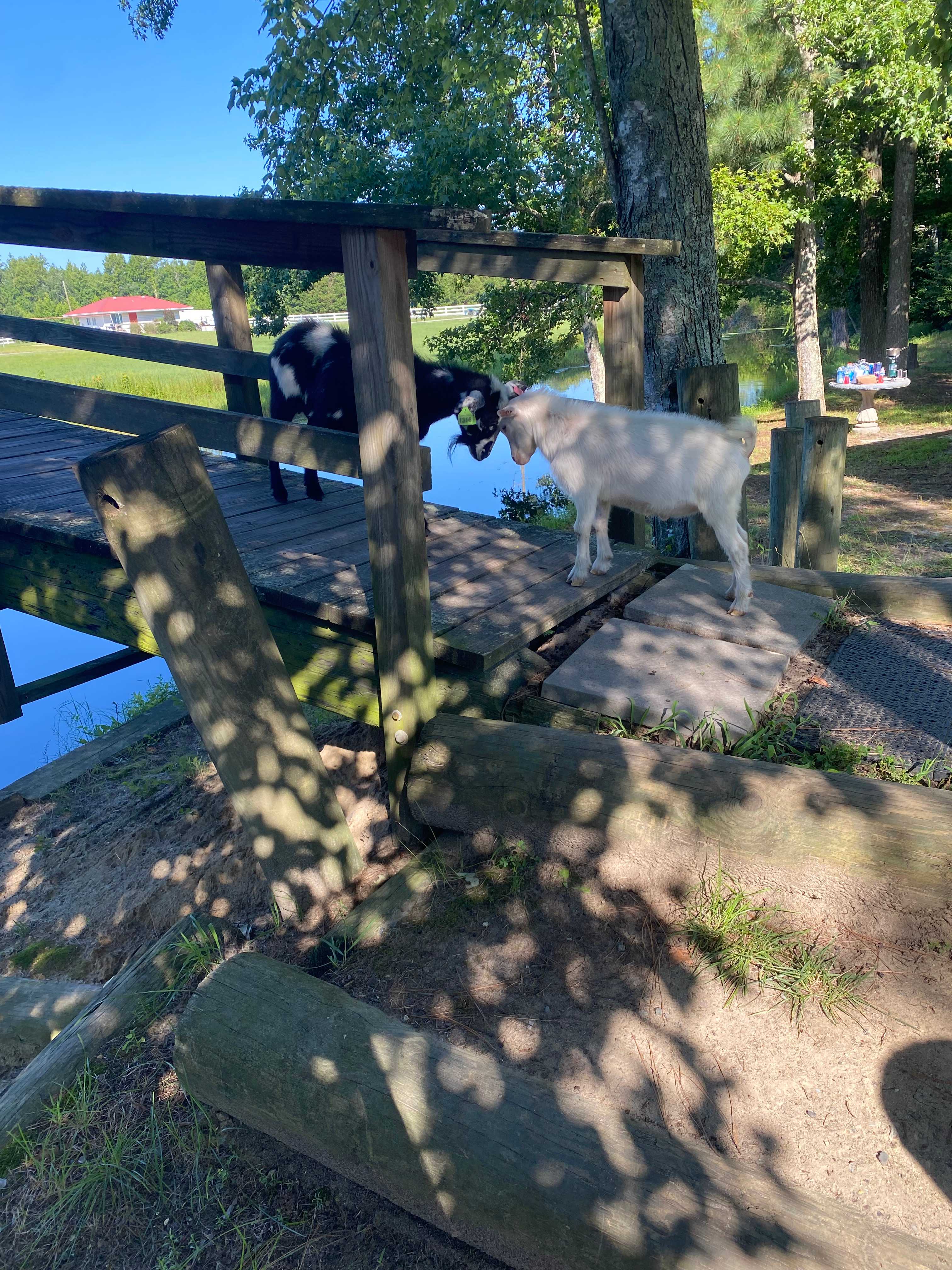 Strawberry Crossroads