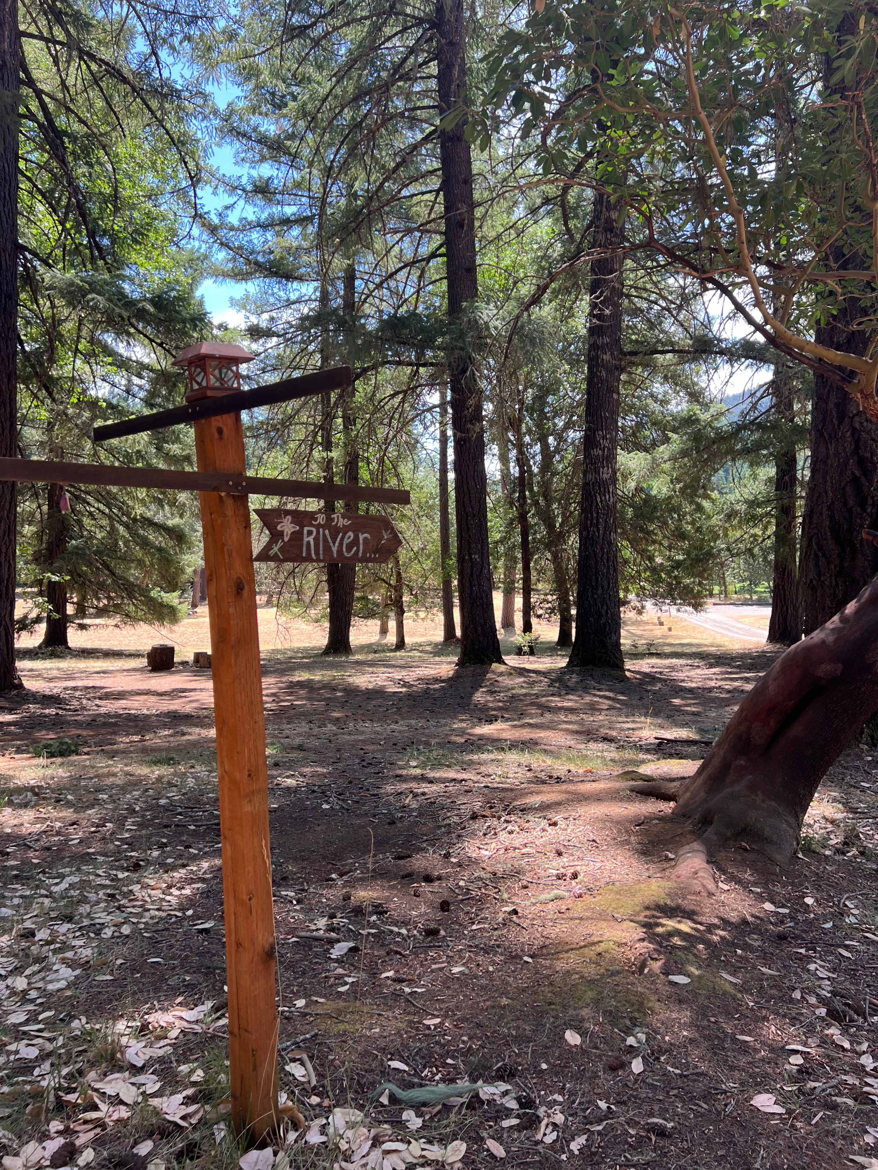 Cedar Bloom