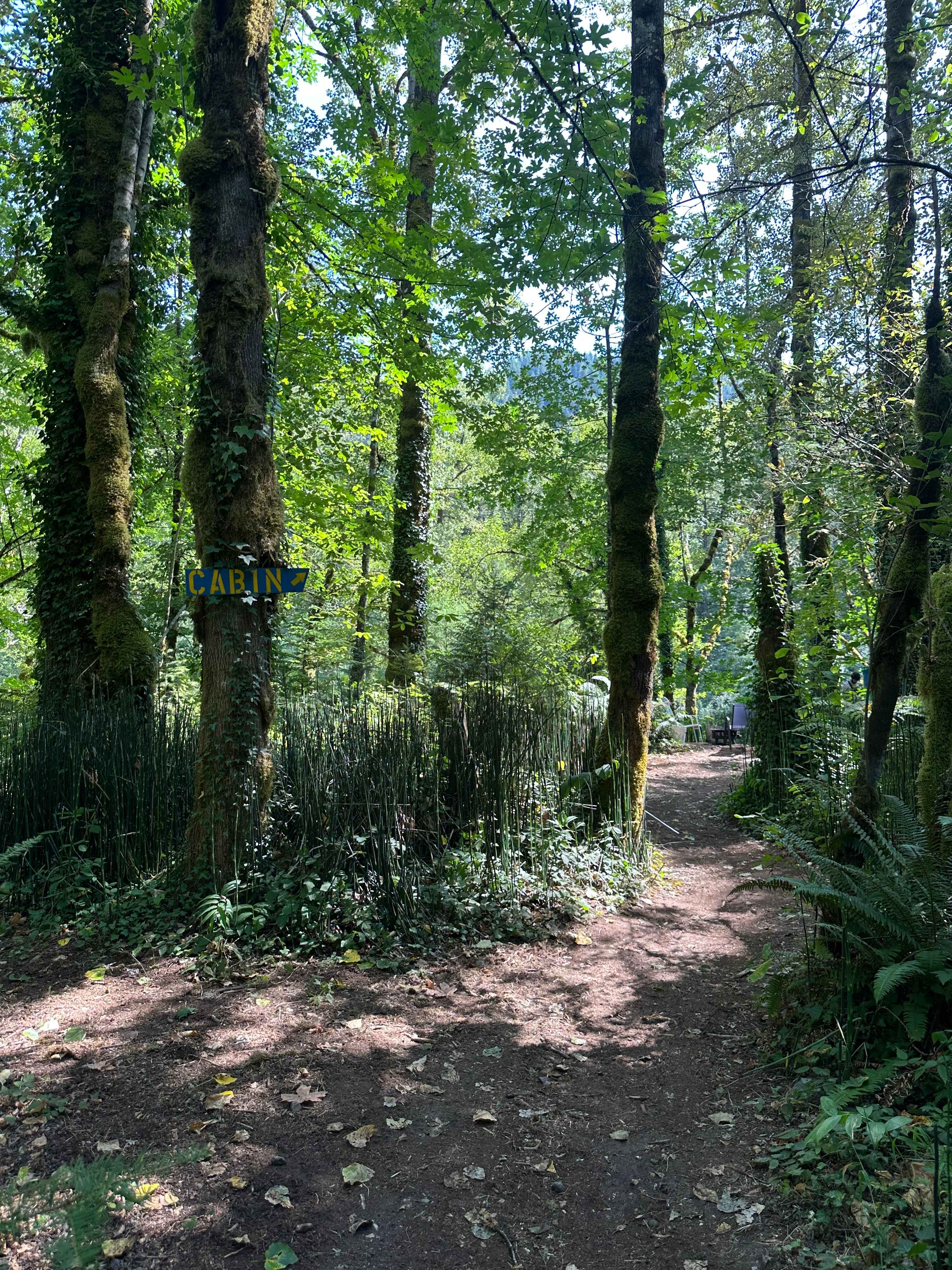 Mt. Hood Enchanted Forest