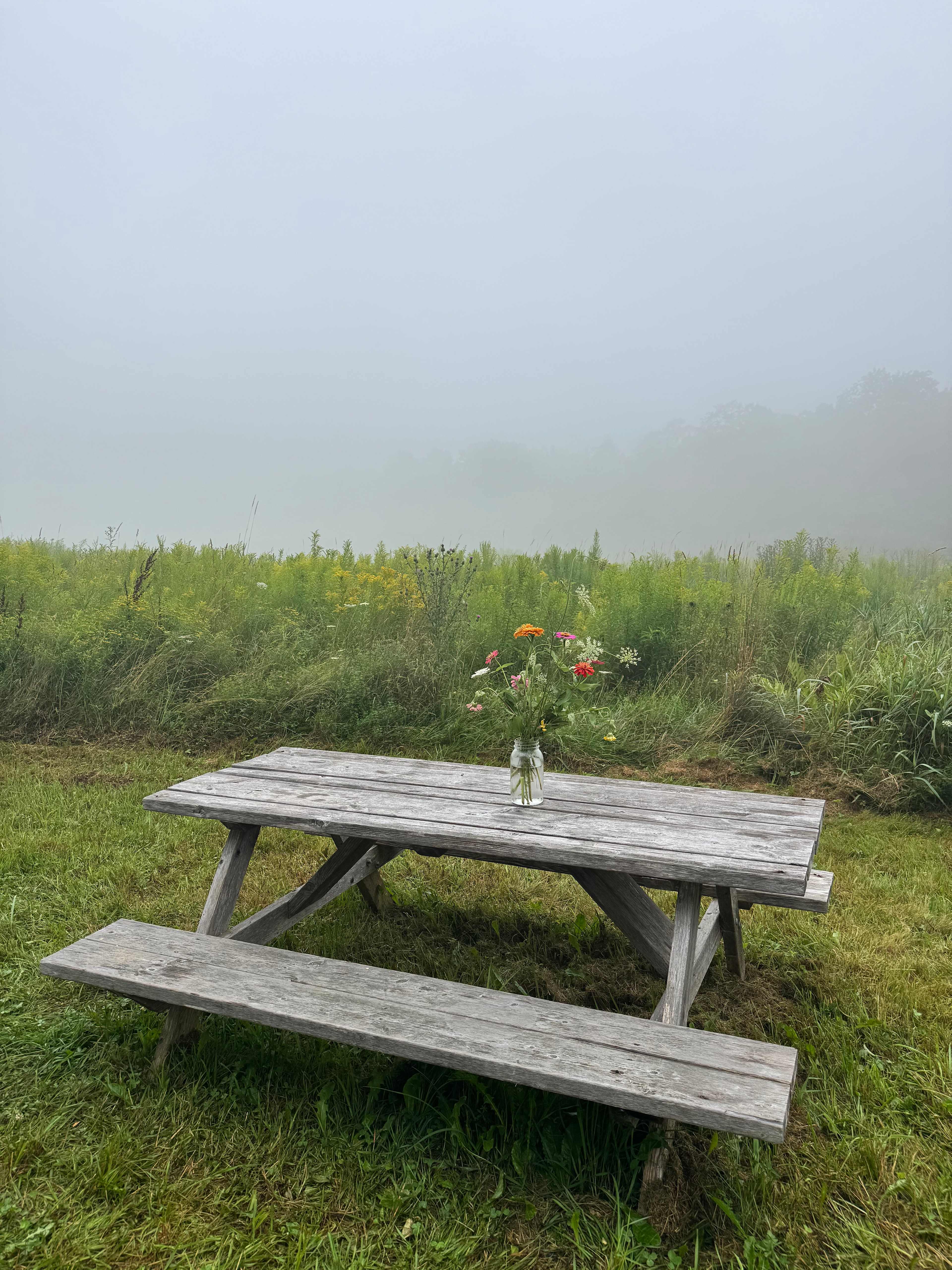 Misty meadow 