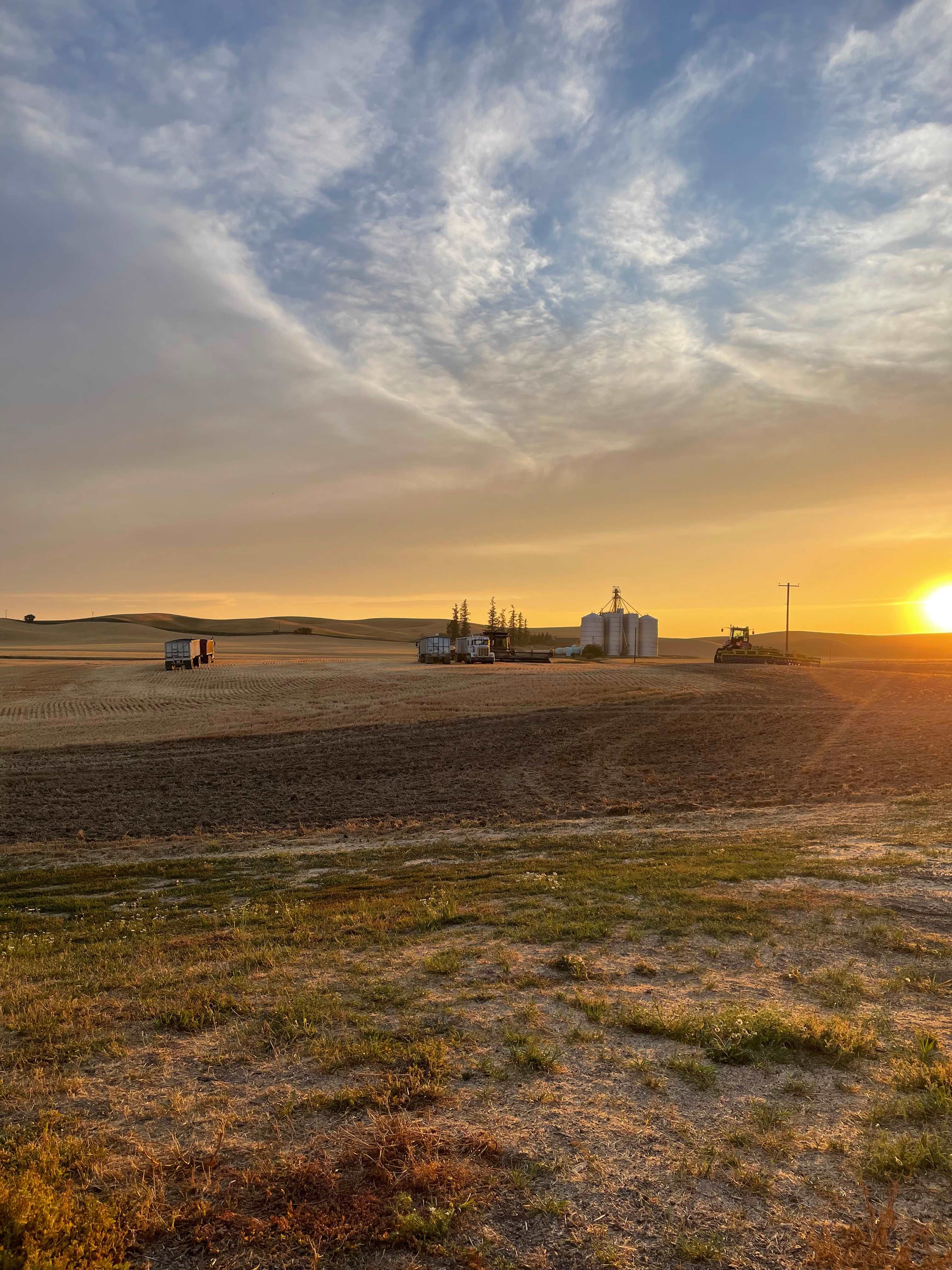 Wheat and Beans