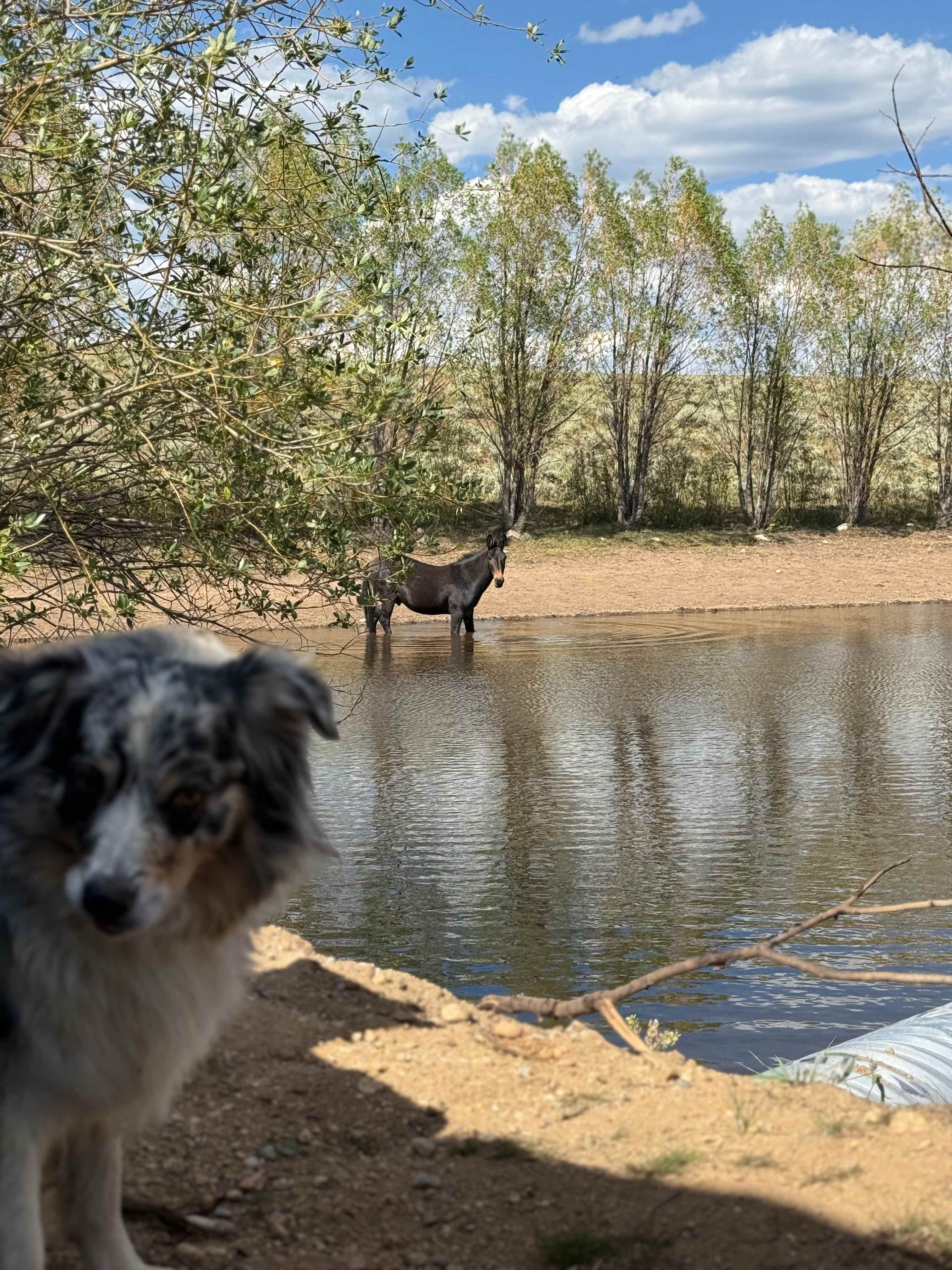 Granby Mountain Horse Ranch