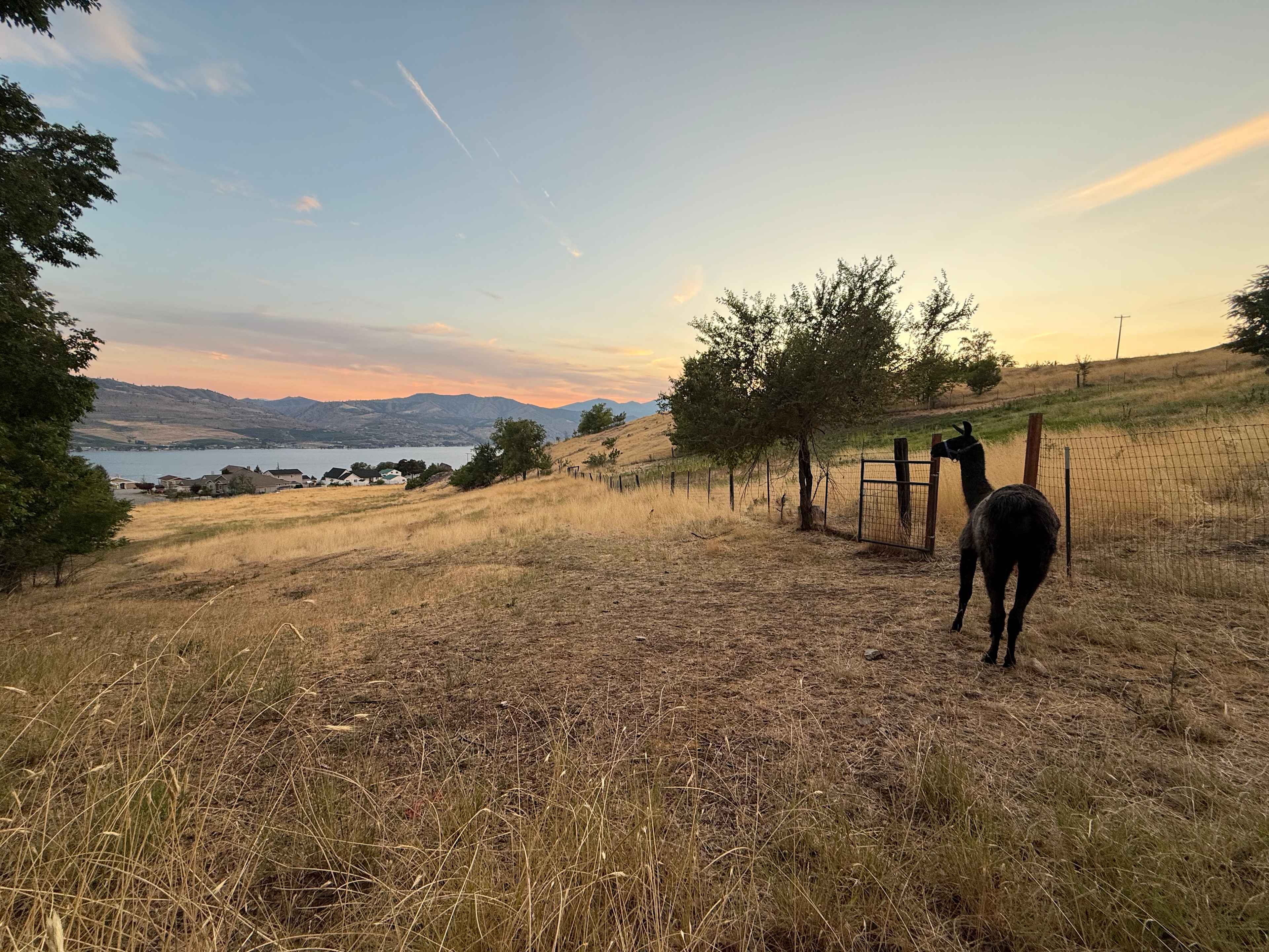 Secluded goat pasture and lake view