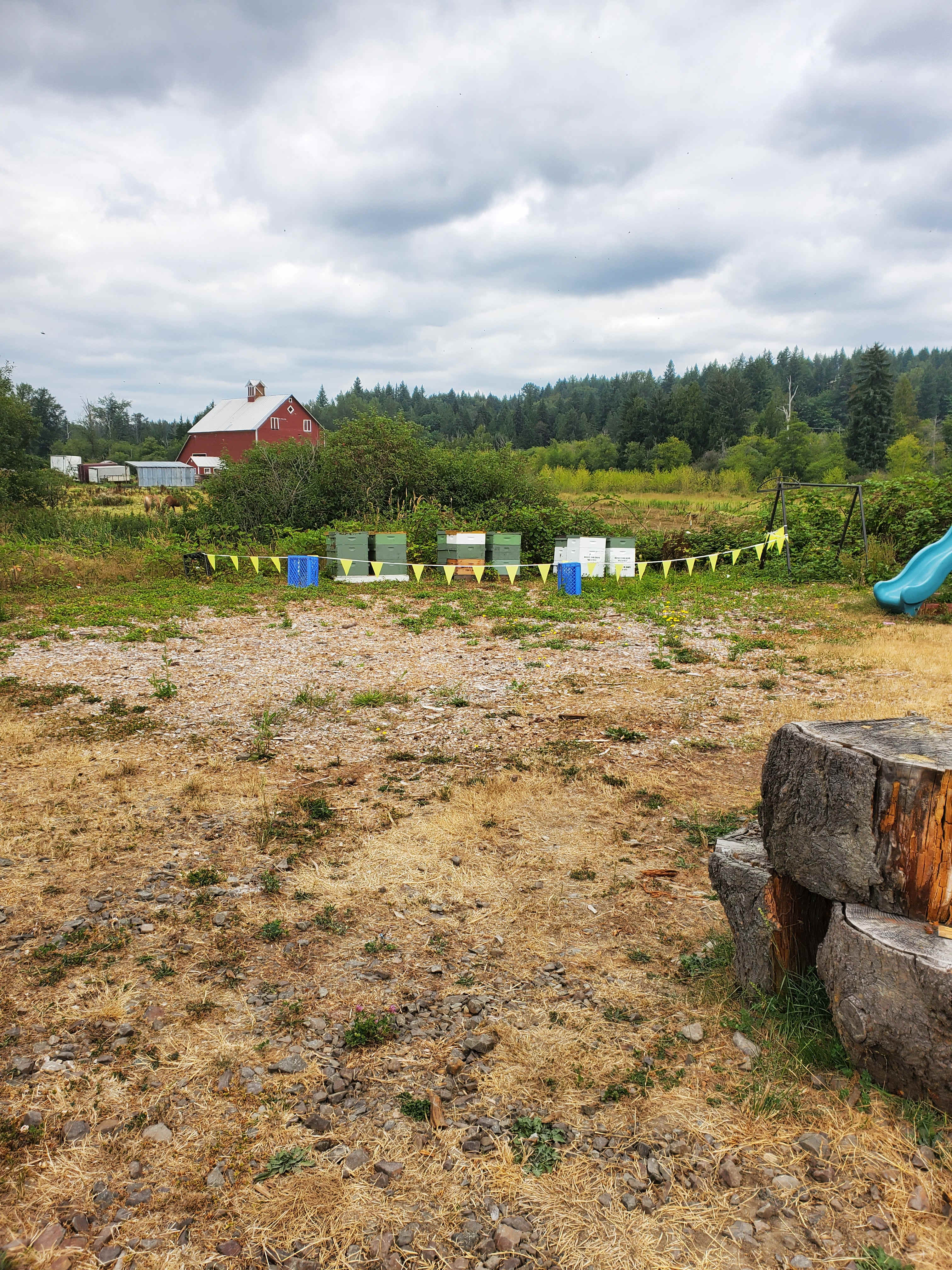 Dandelion Fuzzies Minifarm