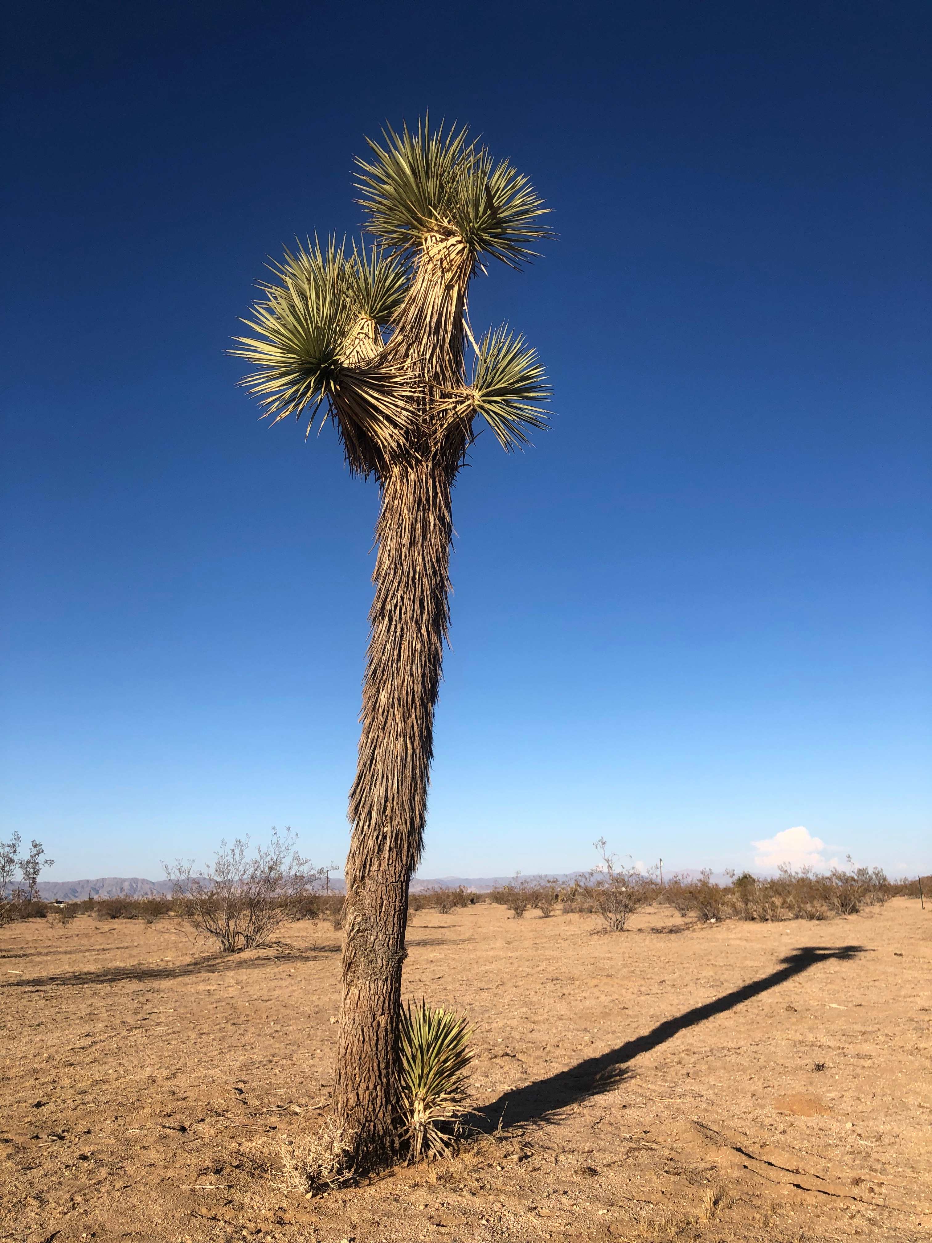 The Sunrise Sanctuary