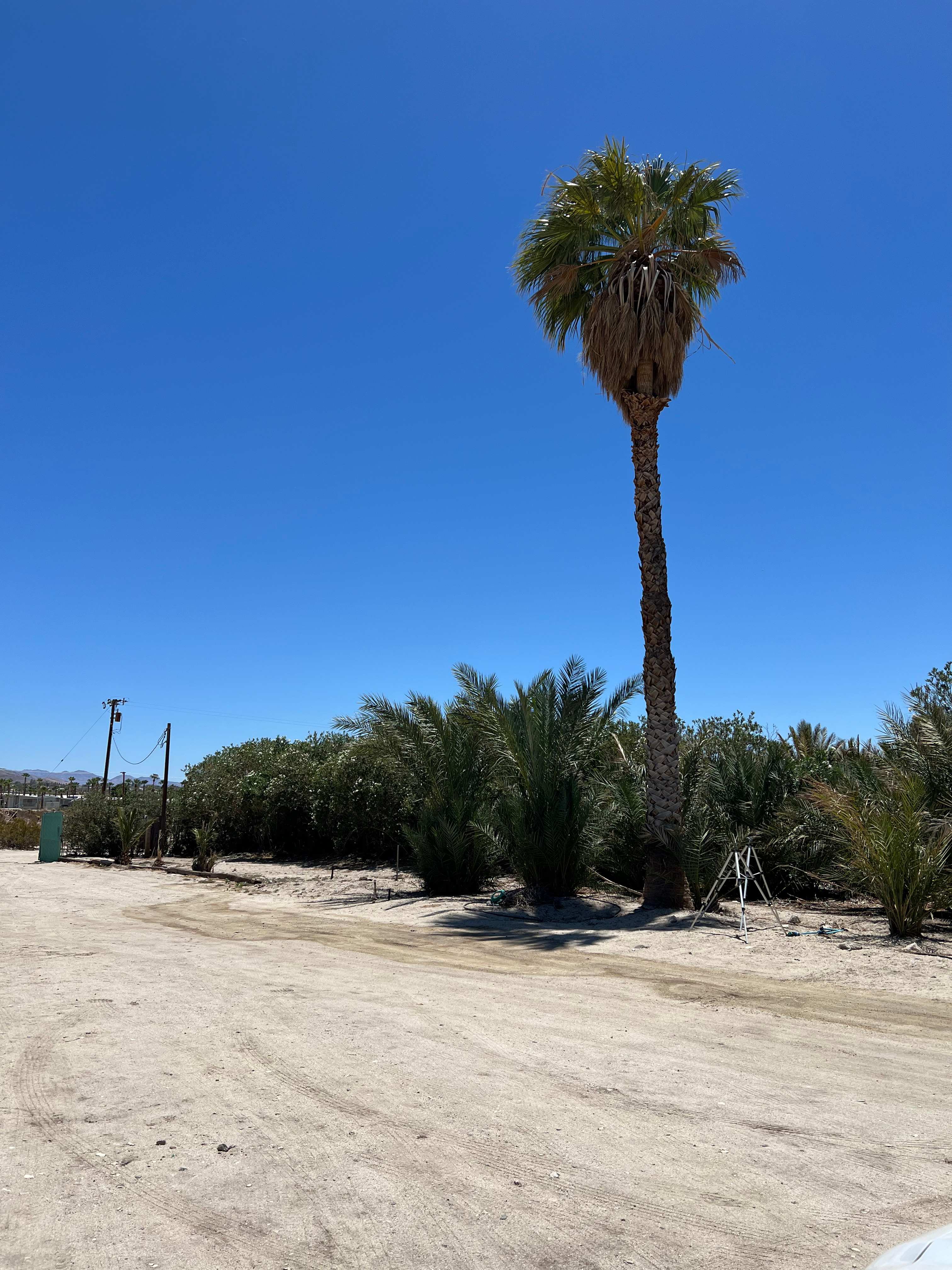 Mineral Spring Date Farm