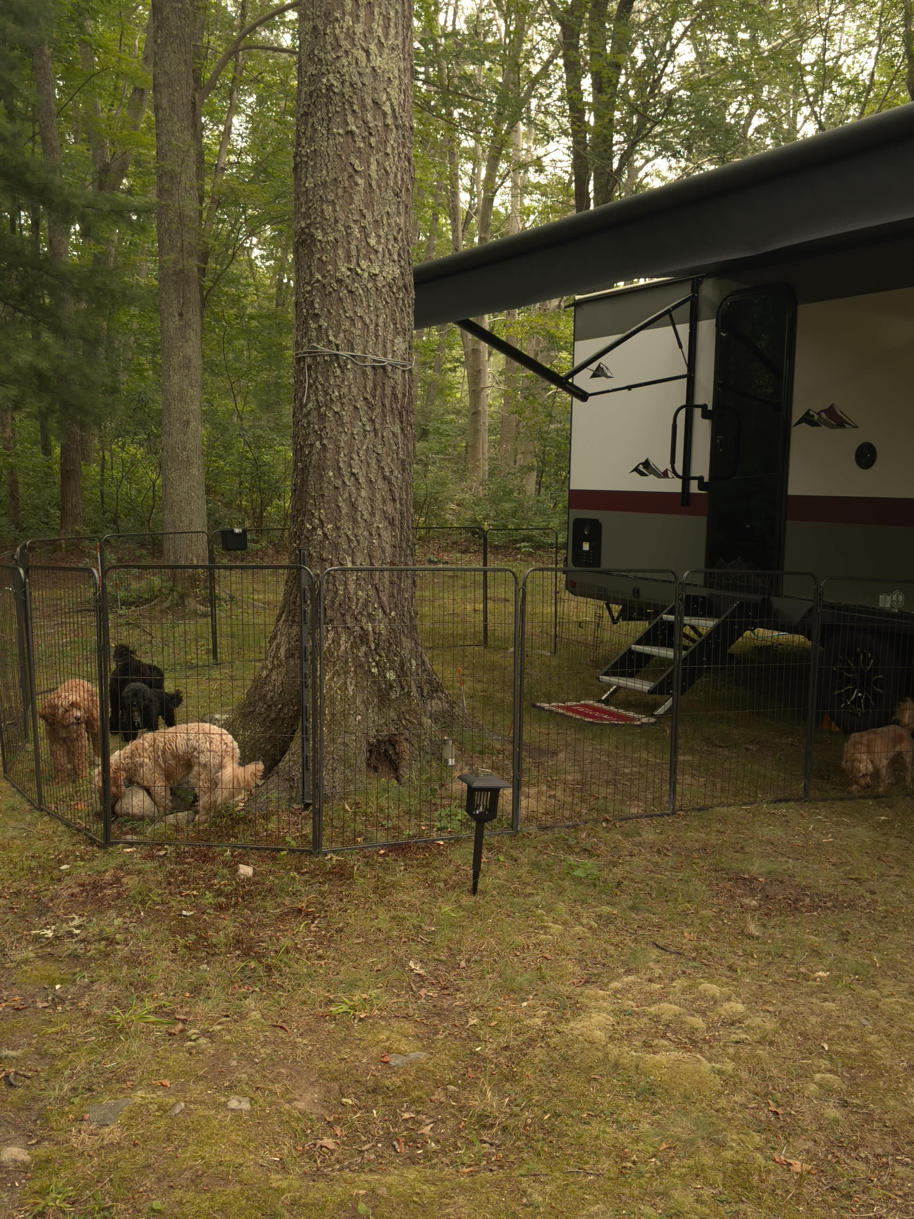 SimplePrivateNaturalEpicFirepitPets