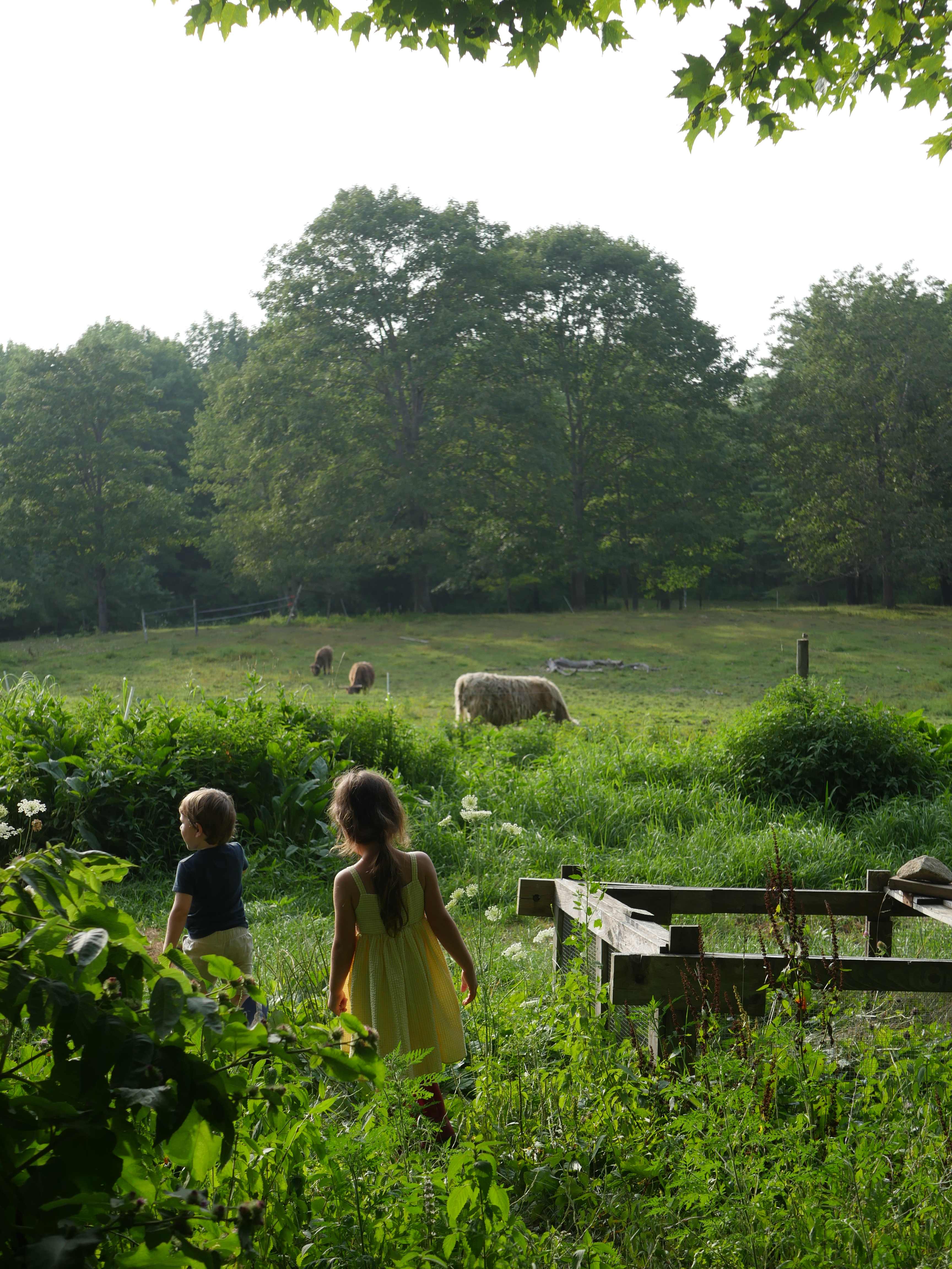 Checking out the cows